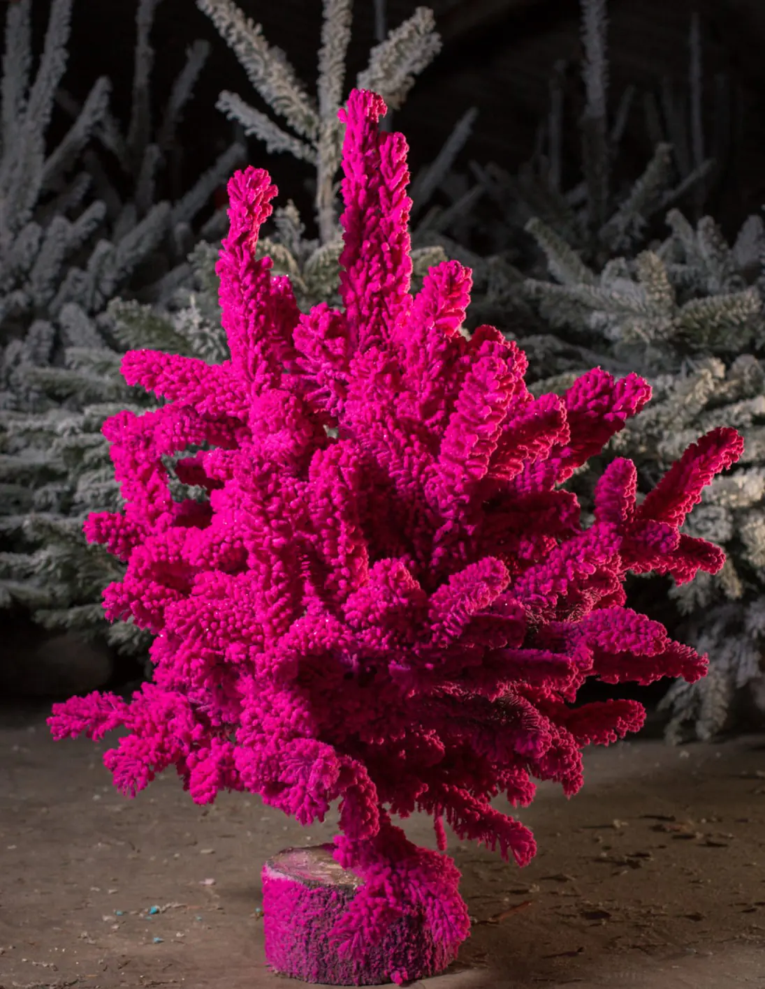 Stechfichte auf Holzblock 70 - 80 cm fuchsia 