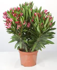 Nerium Oleander Rosenlorbeer 18 cm