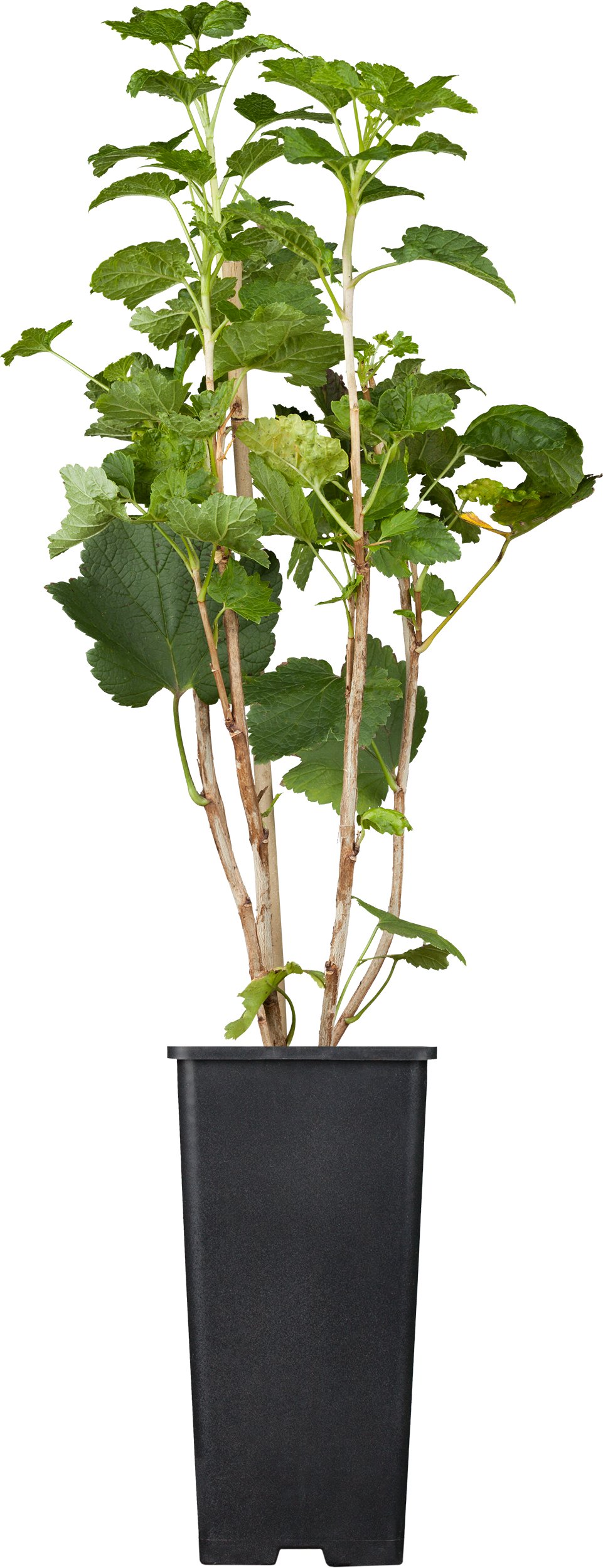 Bio Beerenobst Johannisbeere in Sorten schwarz 2 L Container, 30 - 40 cm hoch