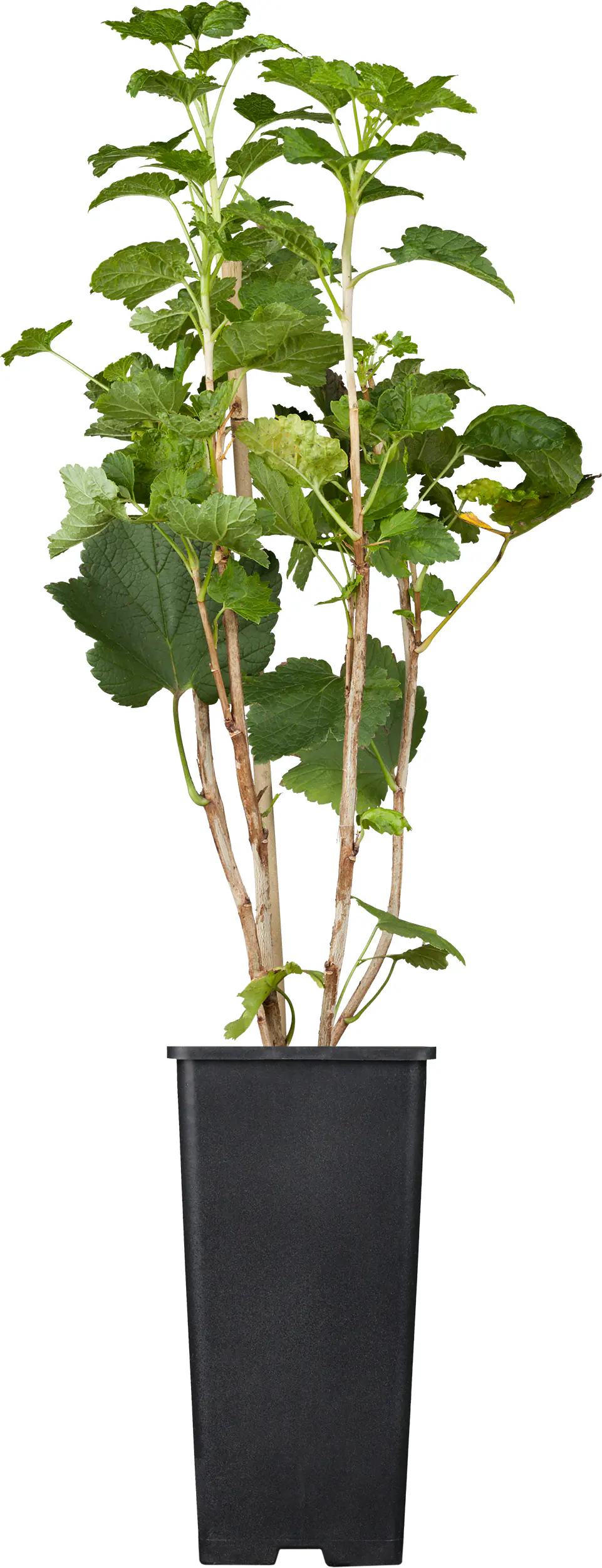 Bio Beerenobst Johannisbeere in Sorten schwarz 2 L Container, 30 - 40 cm hoch