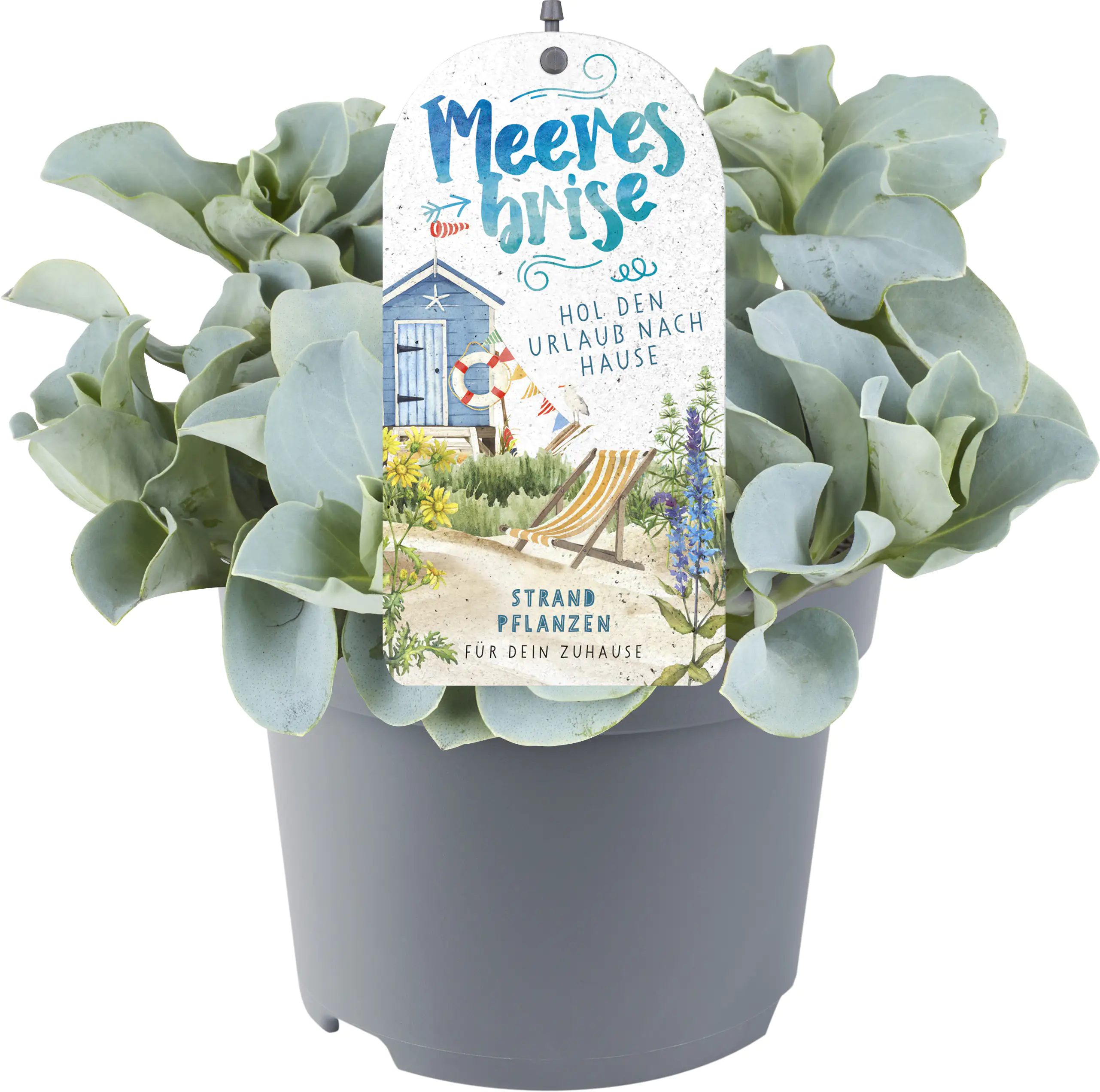Green Happens Konzept Meeresbrise 13 cm Topf Green Happens Konzept Meeresbrise 13 cm Topf