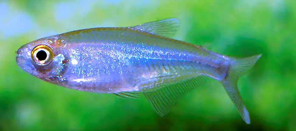 Blauer Perusalmler Boehlkea fredcochiu