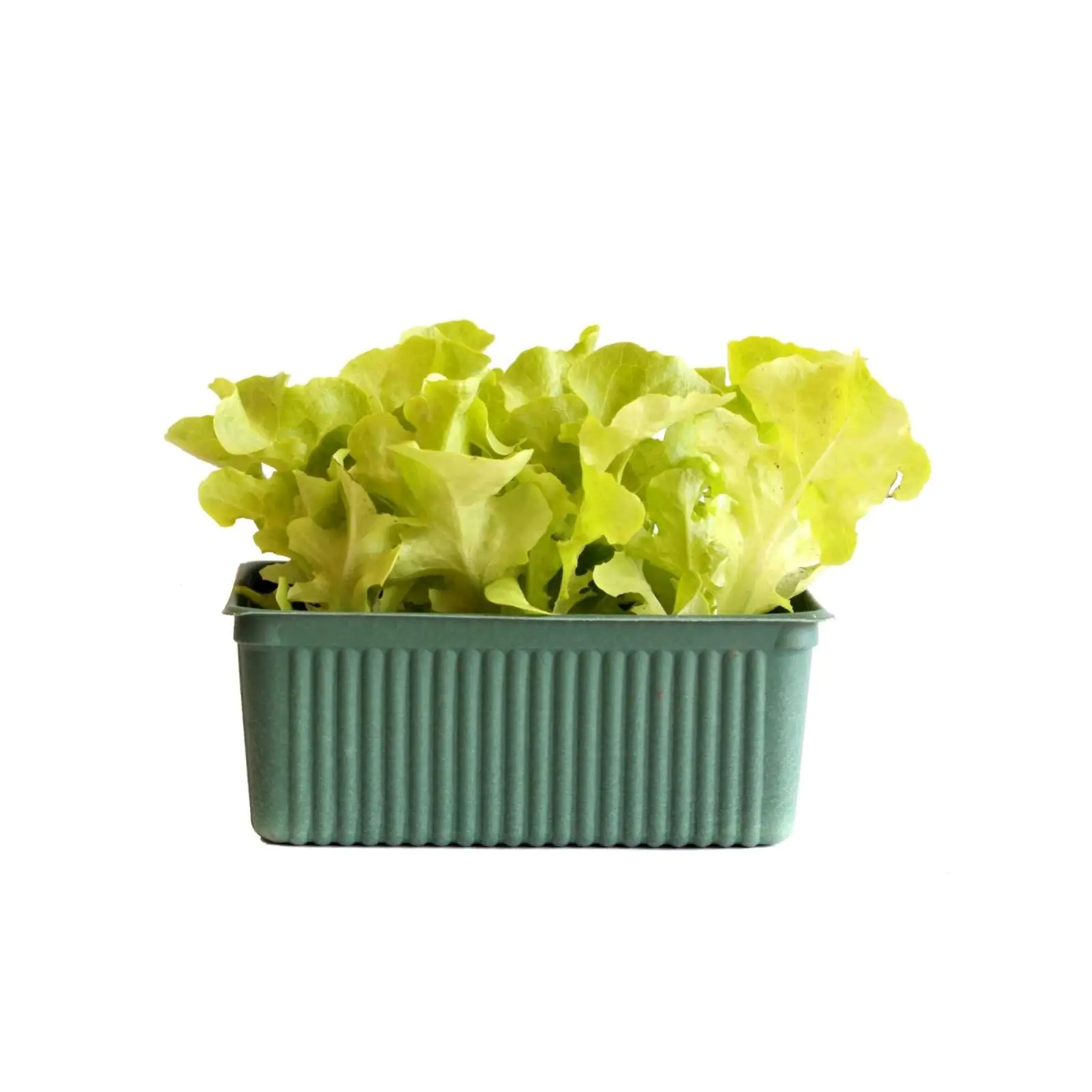 Eichblatt Lactuca sativa grün 6 er Schale