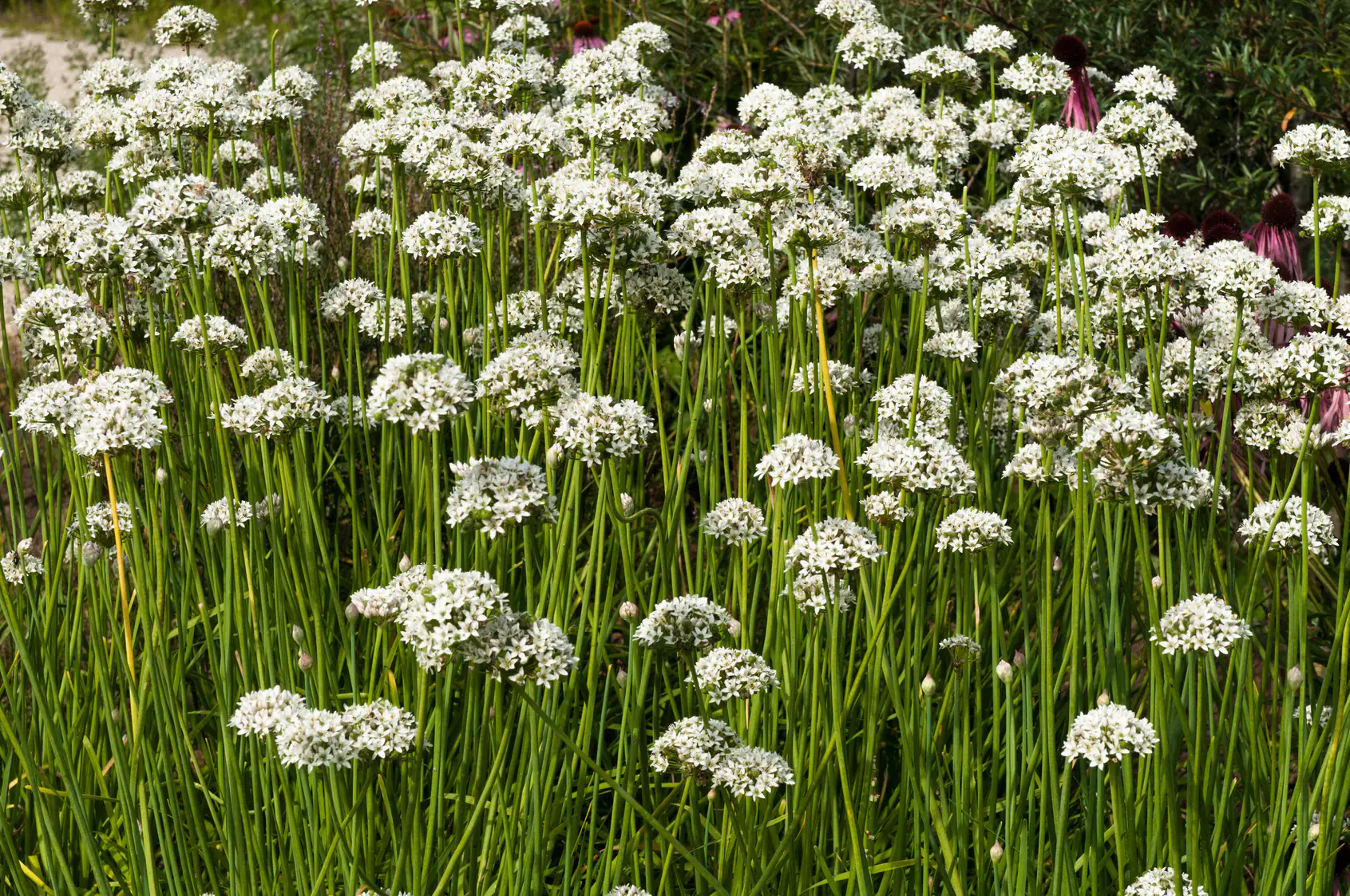 Schnittknoblauch Allium tuberosum 12 cm Topf