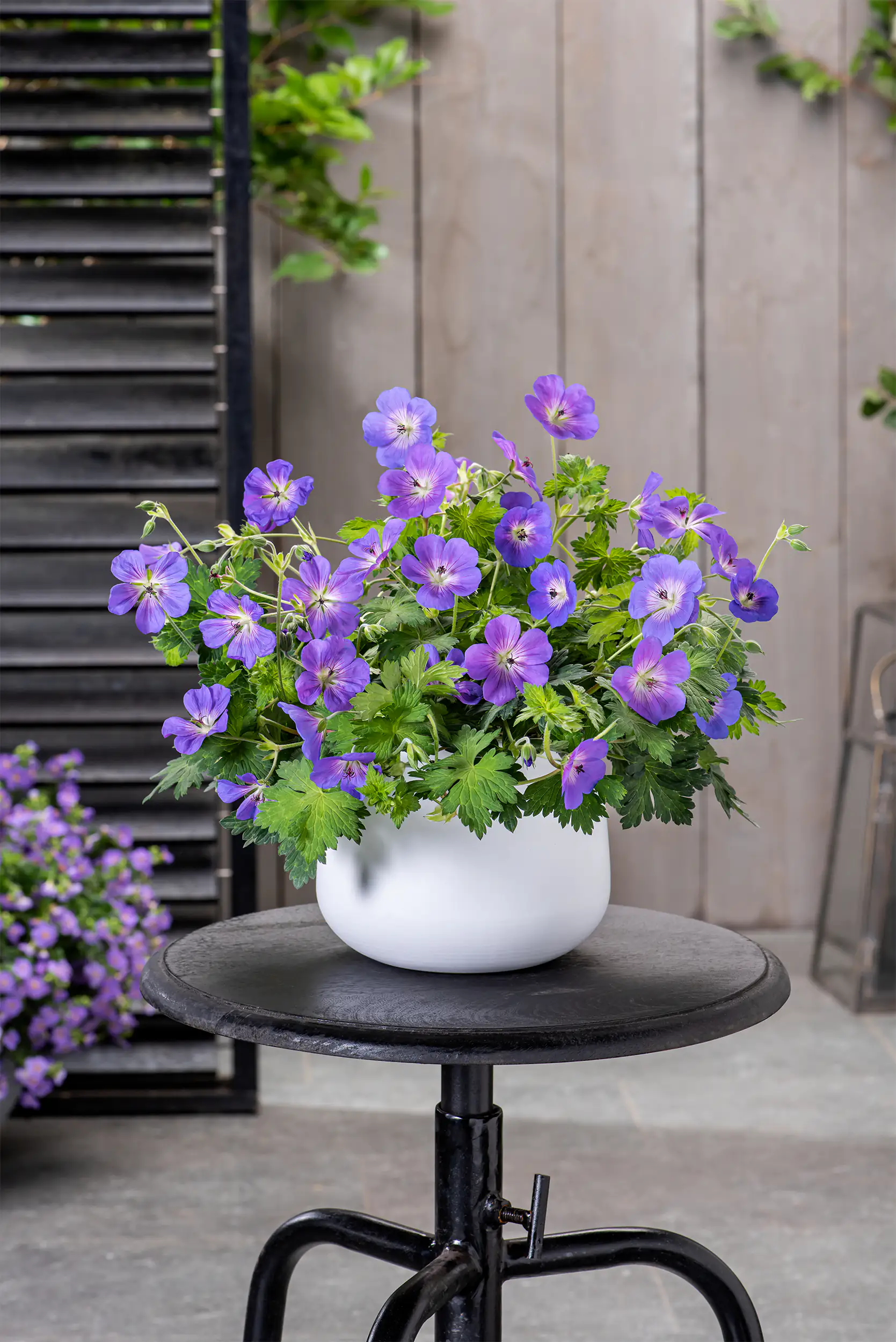 Geranien in Sorten Geranium H 40 cm+ 5 L Container