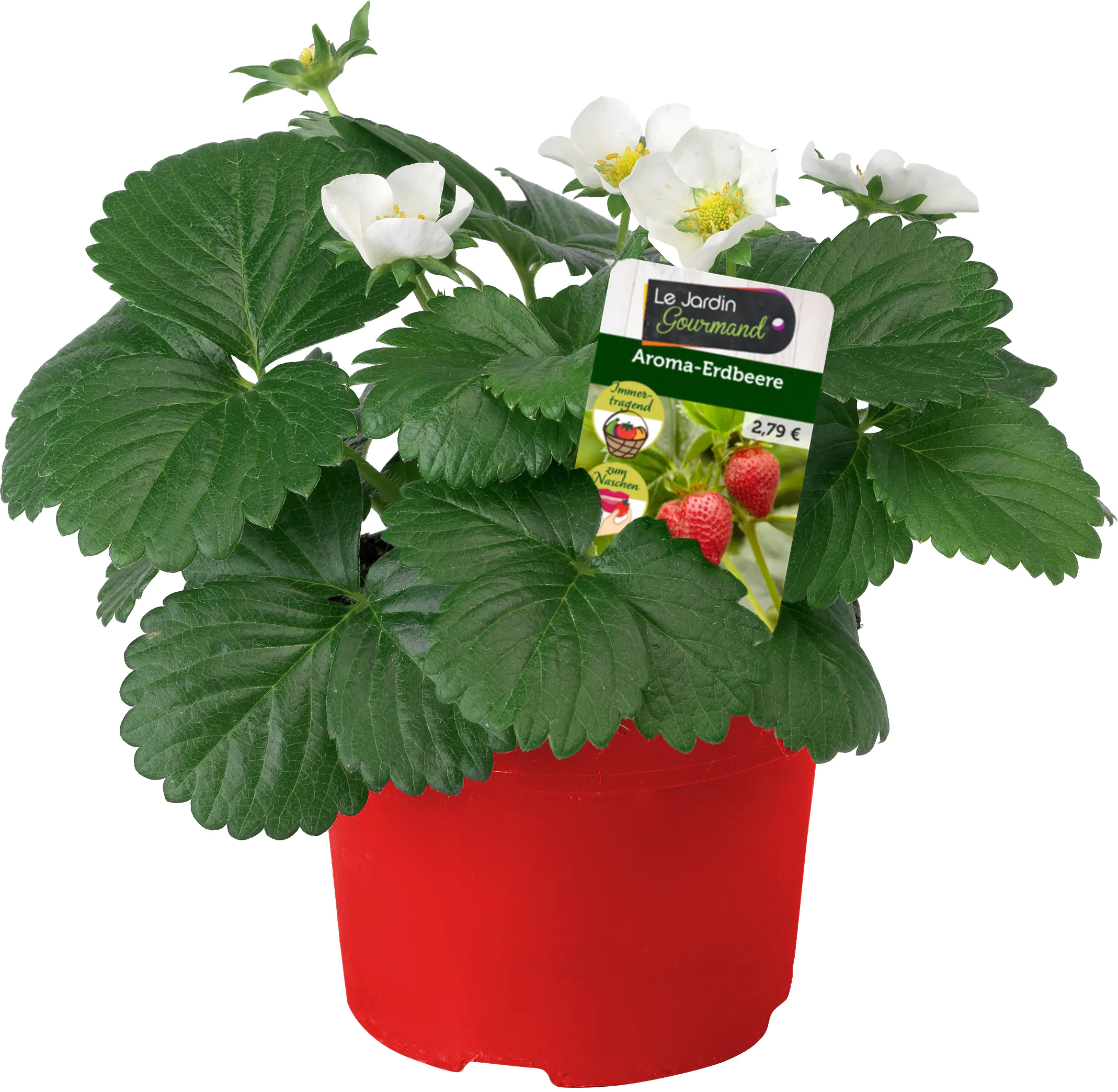 Fragaria x ananassa Senga-Erdbeere 10 cm  Fragaria x ananassa Senga-Erdbeere 10 cm