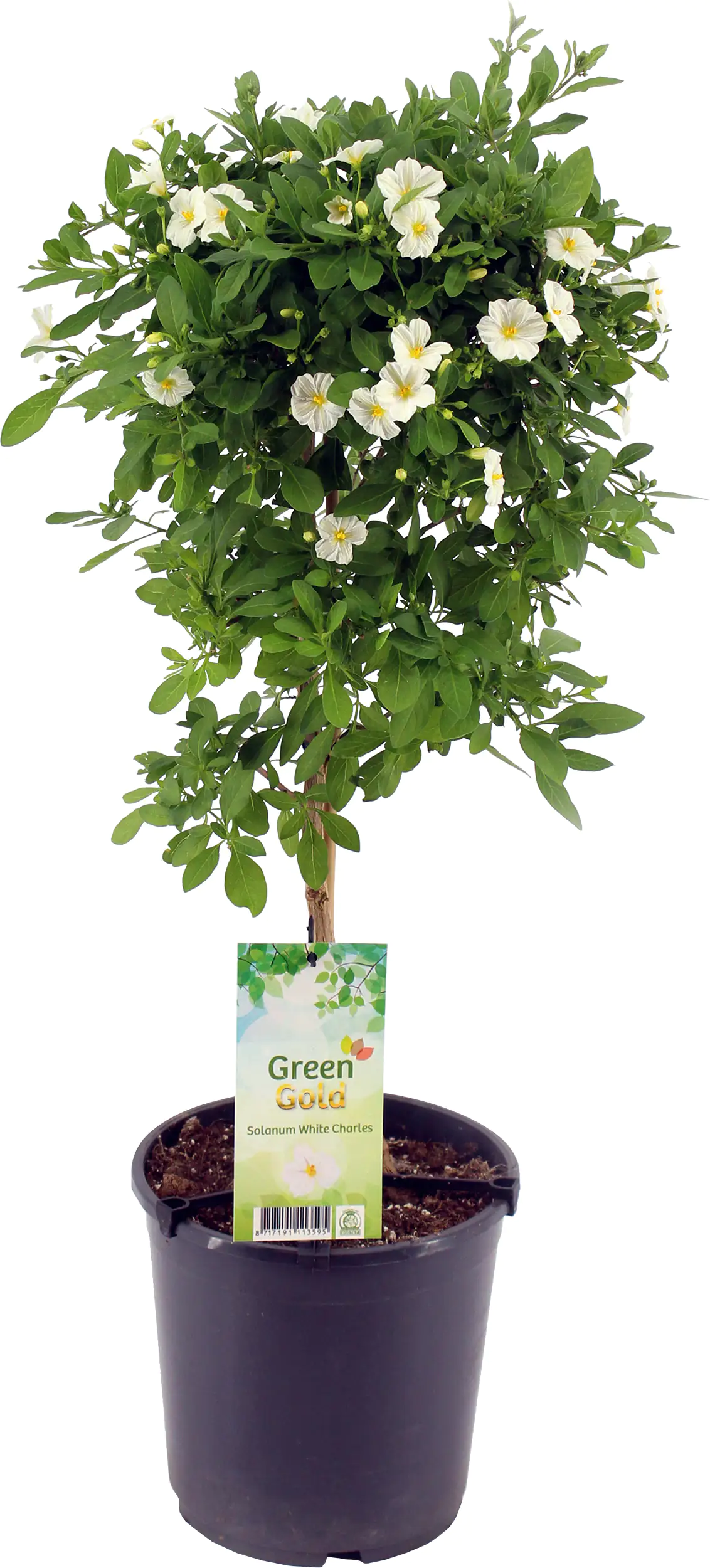 8717432933456_02 Kübelpflanze Hochstamm H ca 75 cm 19 cm Topf