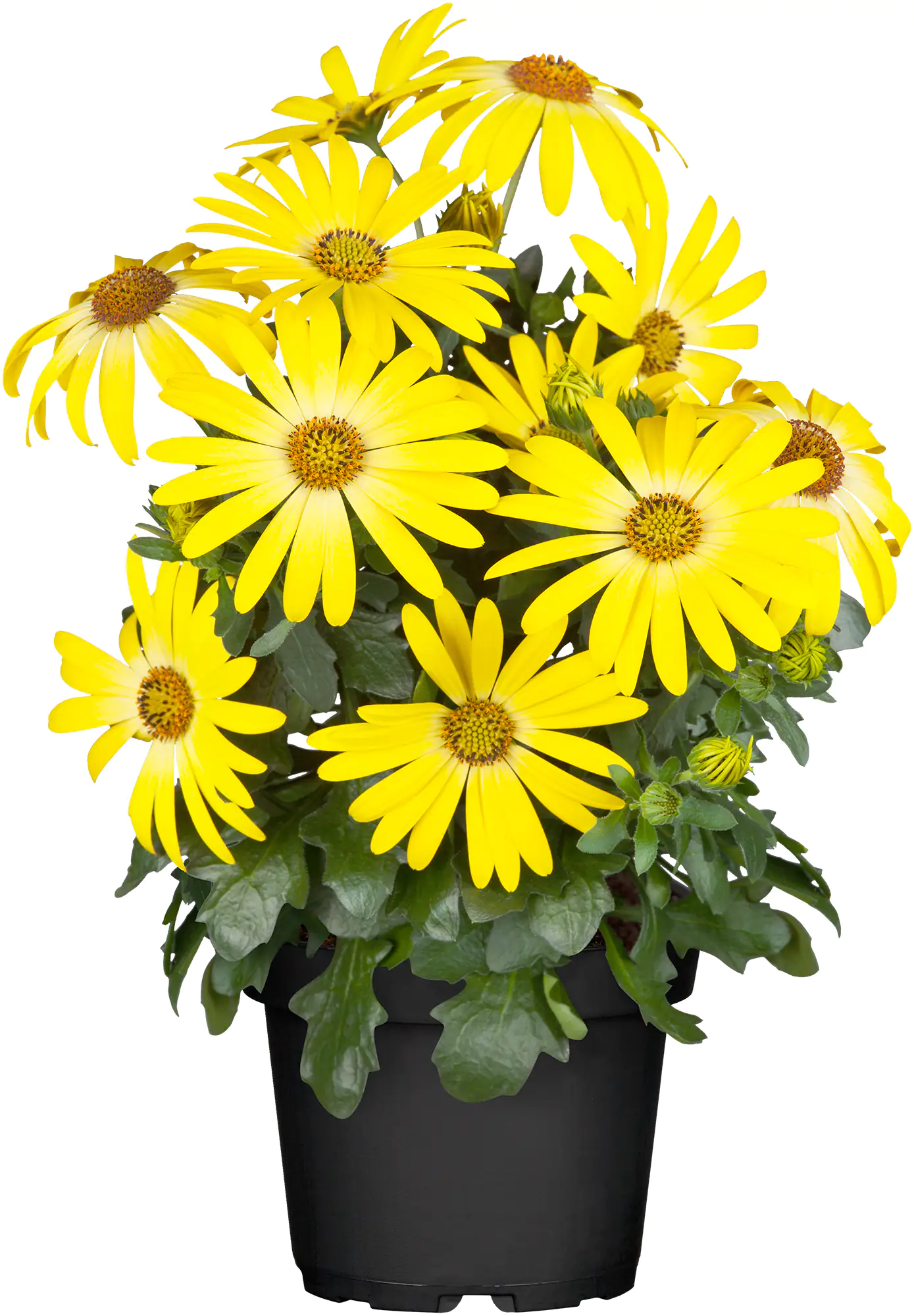 8717432600334_04 Kapkörbchen Osteospermum H 20 cm 10,5 cm Topf
