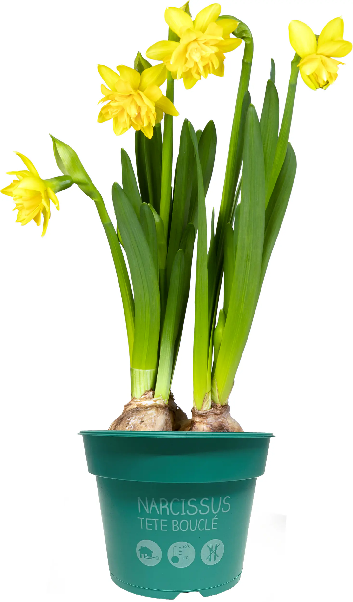 Premium Zwiebelpflanzen Narcissus Hybrid Narzissen Mix 12 cm Topf