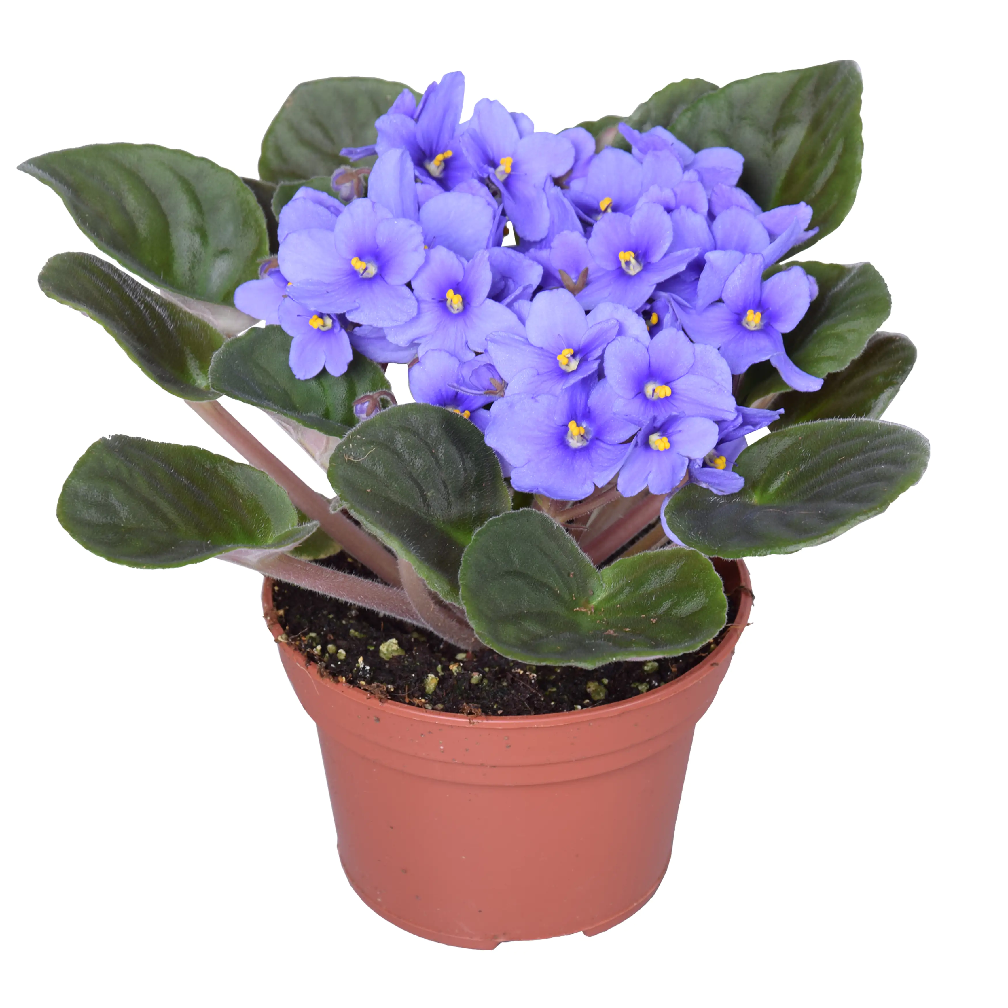 Usambaraveilchen Saintpaulia 12 cm Topf Usambaraveilchen Saintpaulia 12 cm Topf