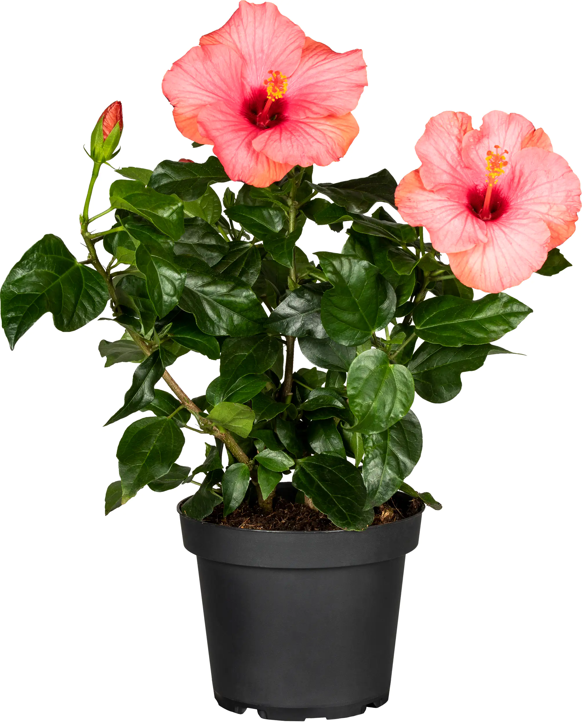 Roseneibisch Hibiscus H ca 40 cm 13 cm Topf Roseneibisch Hibiscus H ca 40 cm 13 cm Topf