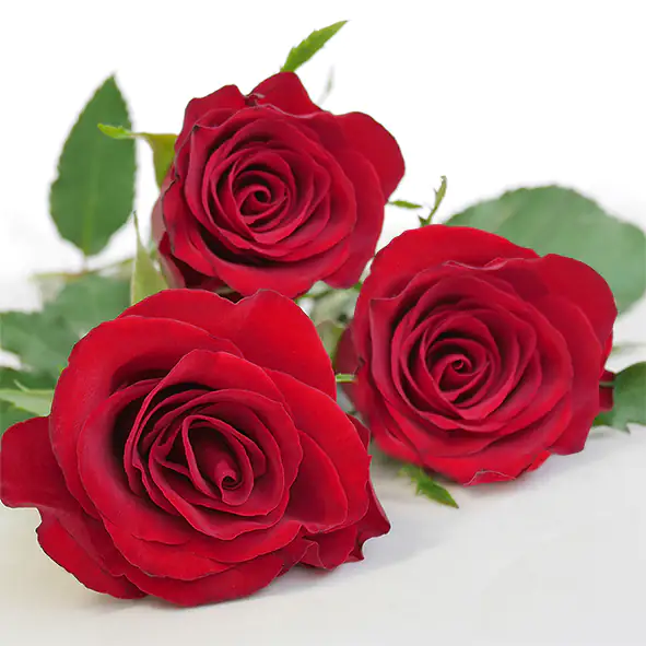 Braun & Company Servietten Motiv Red Diva 33 x 33 cm - 20er Pack