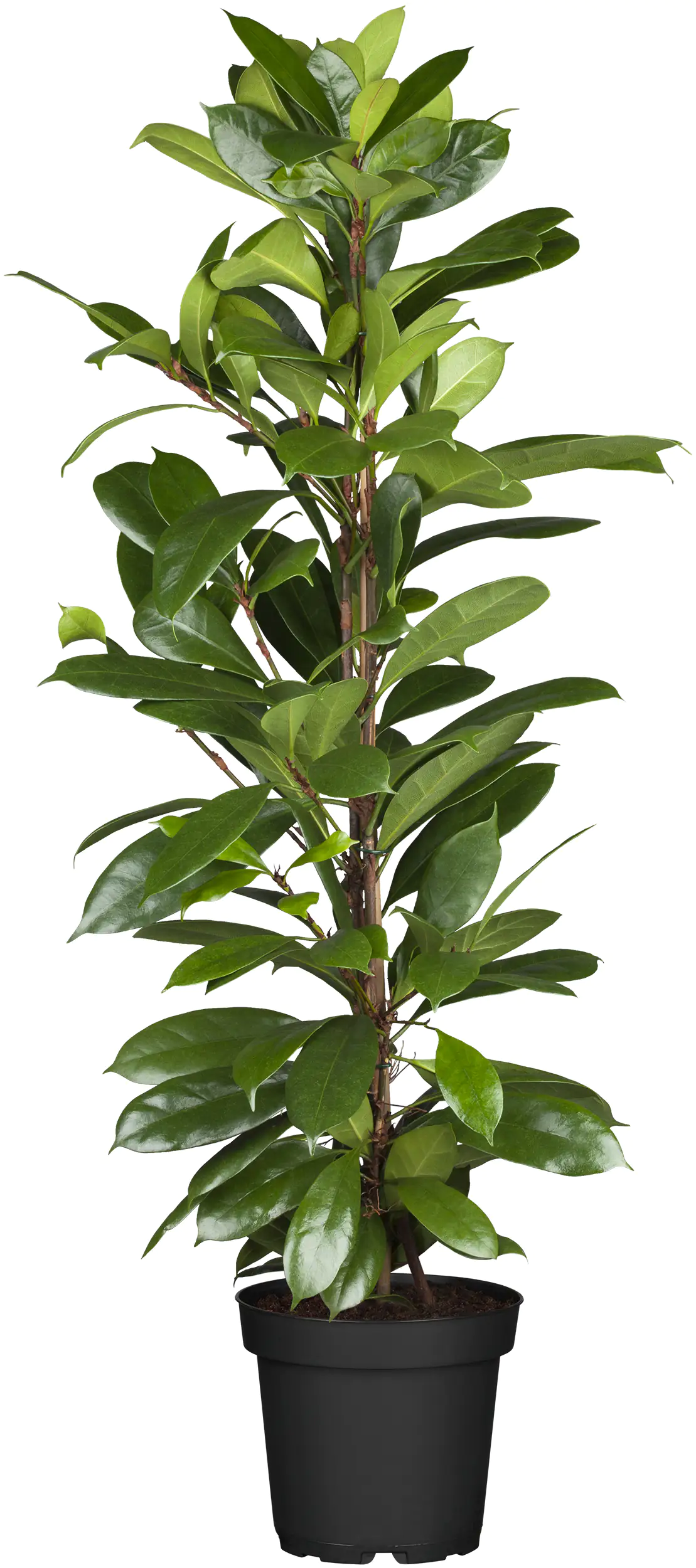 Grünpflanzen-Mix H ca. 125 cm 24 cm Topf