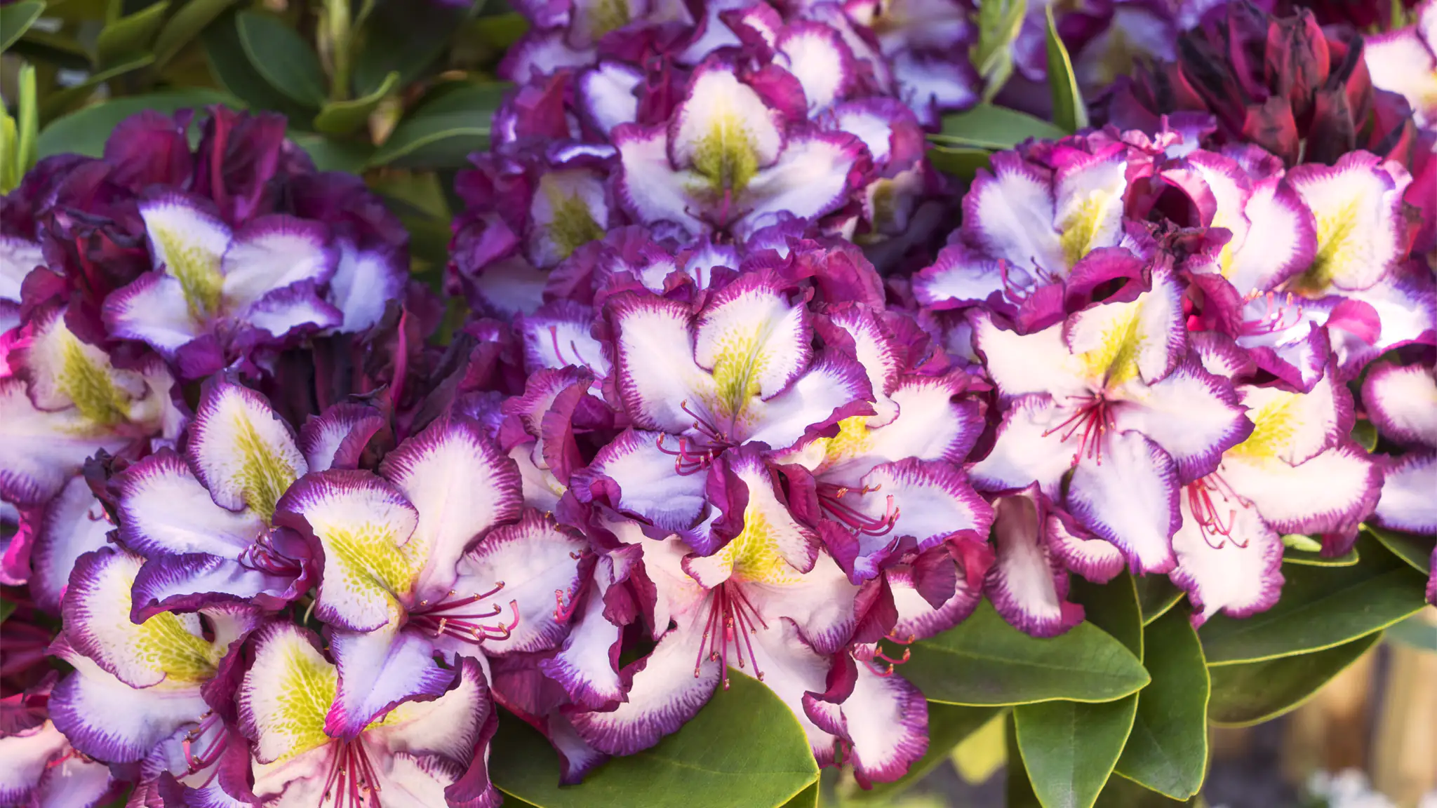 Rhododendron hybrid Happydendron H 30 - 40 cm 5 L Container