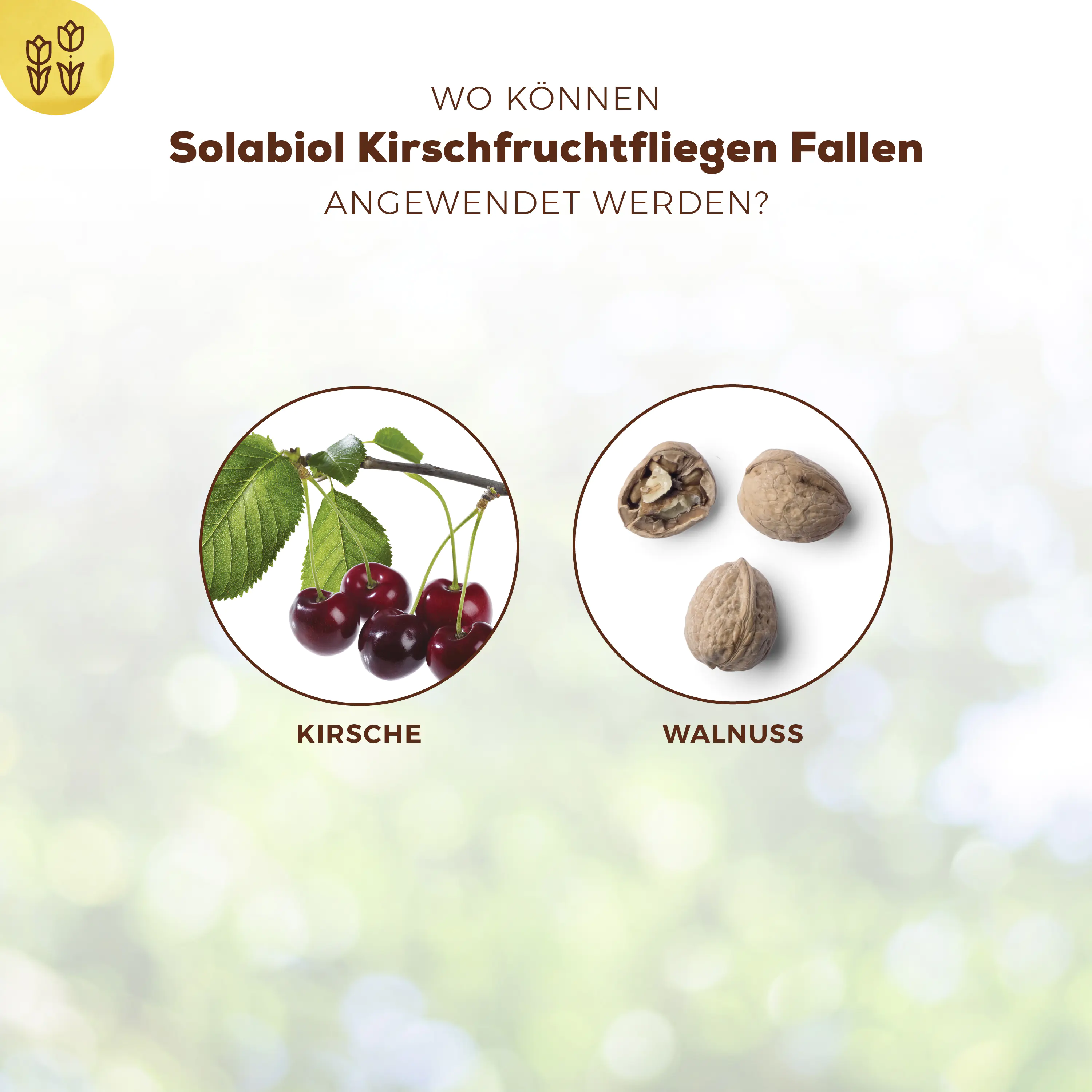 Solabiol Kirschfruchtfliegen Fallen 5 Stück Solabiol Kirschfruchtfliegen Fallen 5 Stück