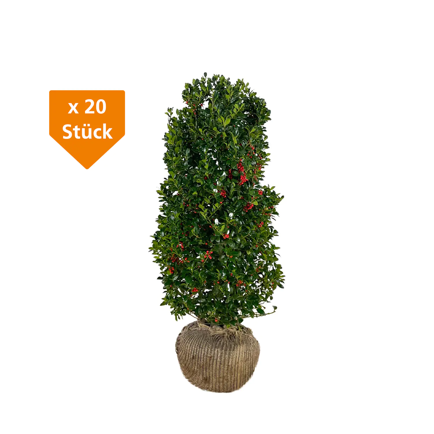 Stechpalme Ilex merservae Heckenfee H 80 - 100 cm, 20 Stück