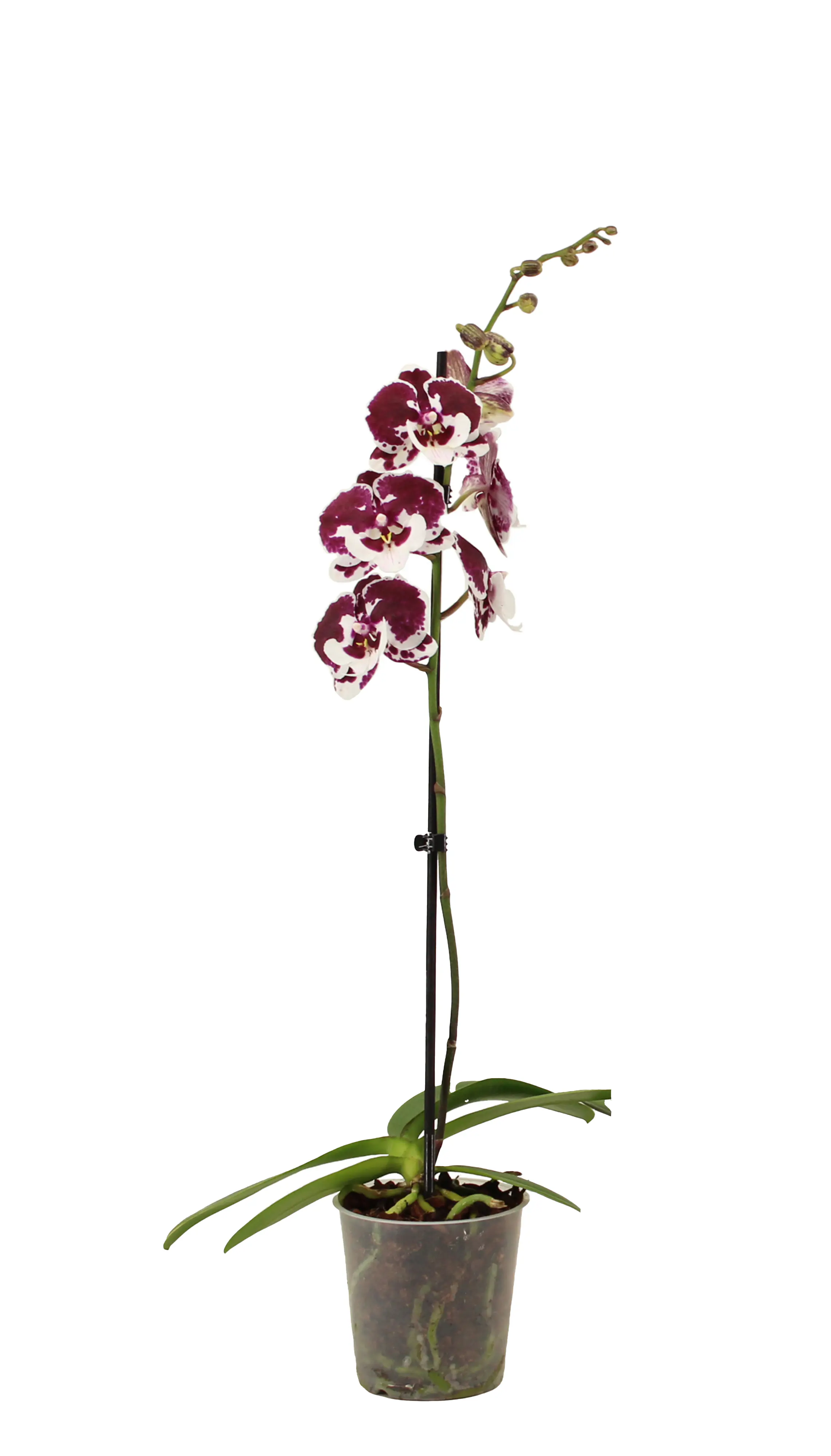 Orchidee Phalaenopsis 12 cm Topf Orchidee Phalaenopsis 12 cm Topf