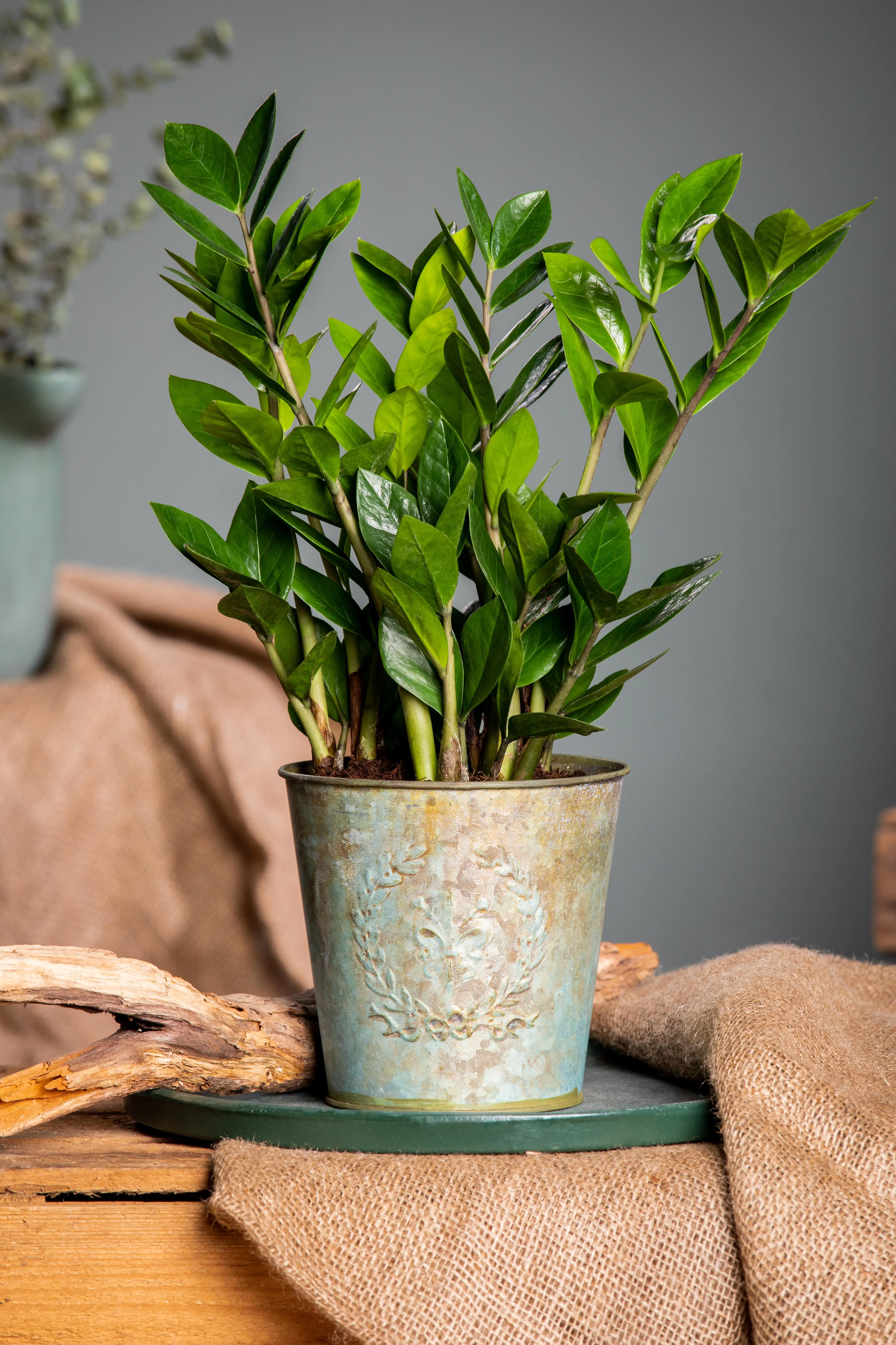 Zamioculcas Zamifolia Glücksfeder 60 cm 17 cm Topf