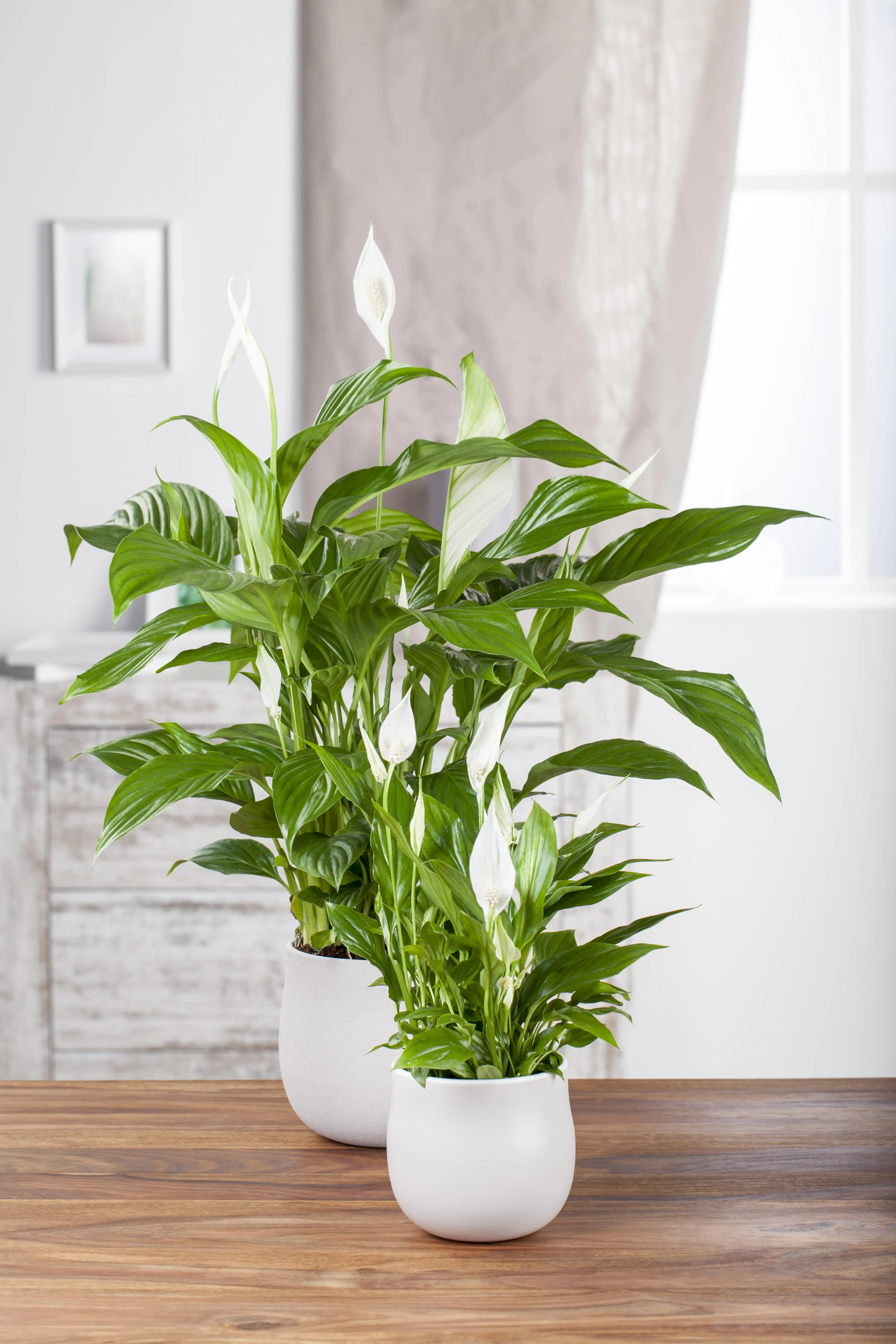 8717432095390_1 Einblatt Spathiphyllum Sweet Lauretta H ca. 80 cm 24 cm Topf