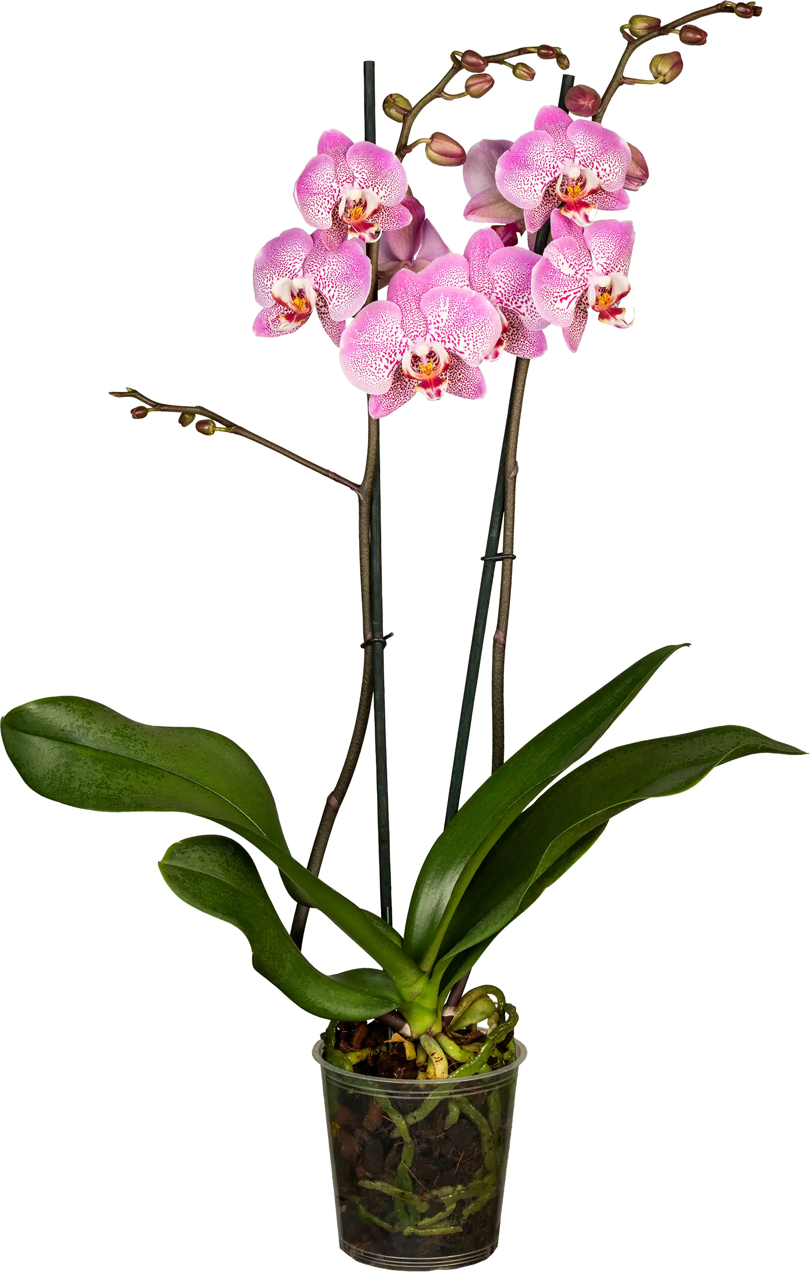 Orchidee Phalaenopsis 2 Trieber 55 cm hoch, im 12 cm Topf Orchidee Phalaenopsis 2 Trieber 55 cm hoch, im 12 cm Topf