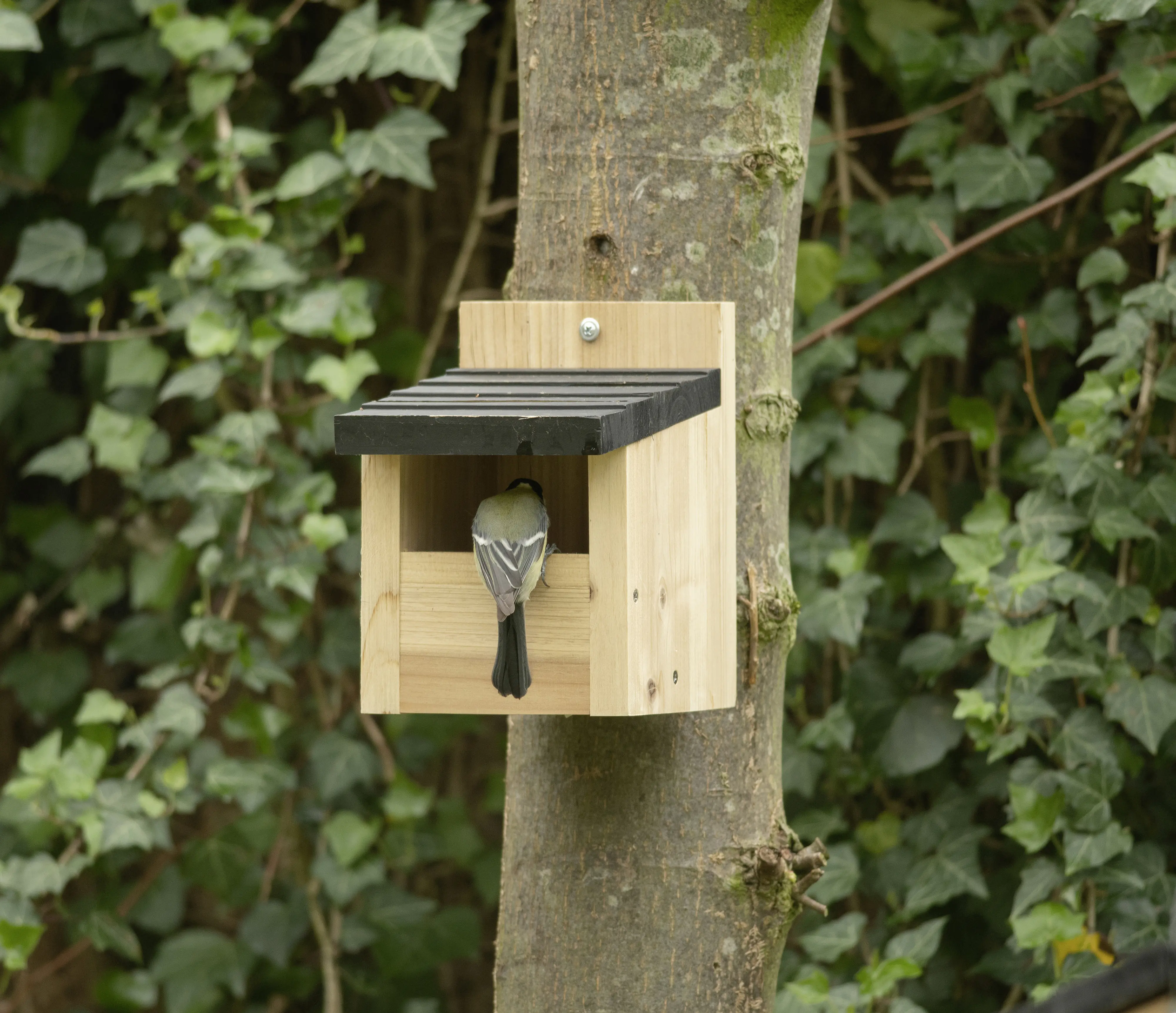 CJ Wildlife Nistkasten Viborg Zdernholz natur/schwarz LxBxH: 14x19,9x23,3 cm