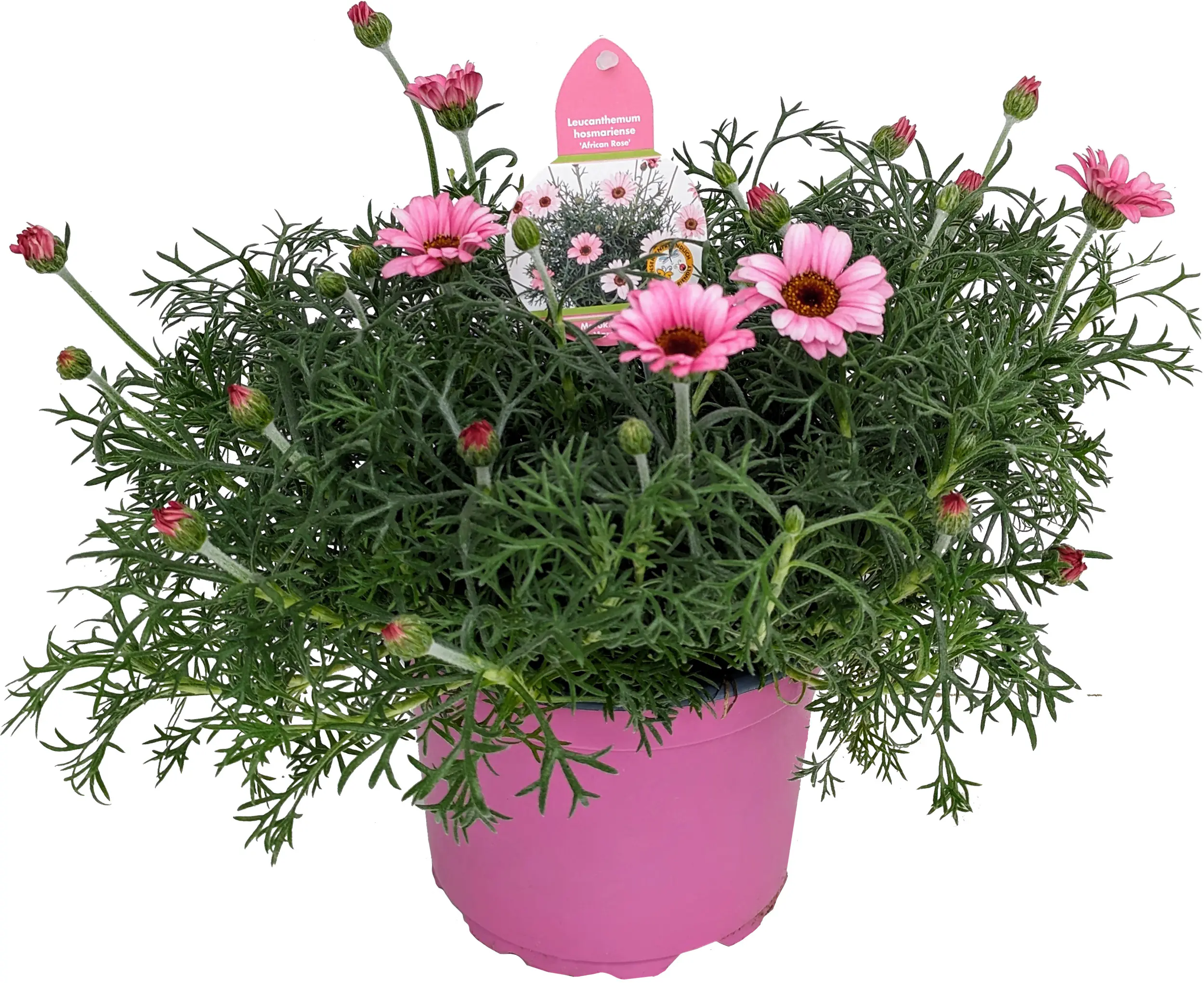 Frühlingspflanzen "Spring Pink" Marokko Margerite Leucanthemum African Rose 17 cm Topf