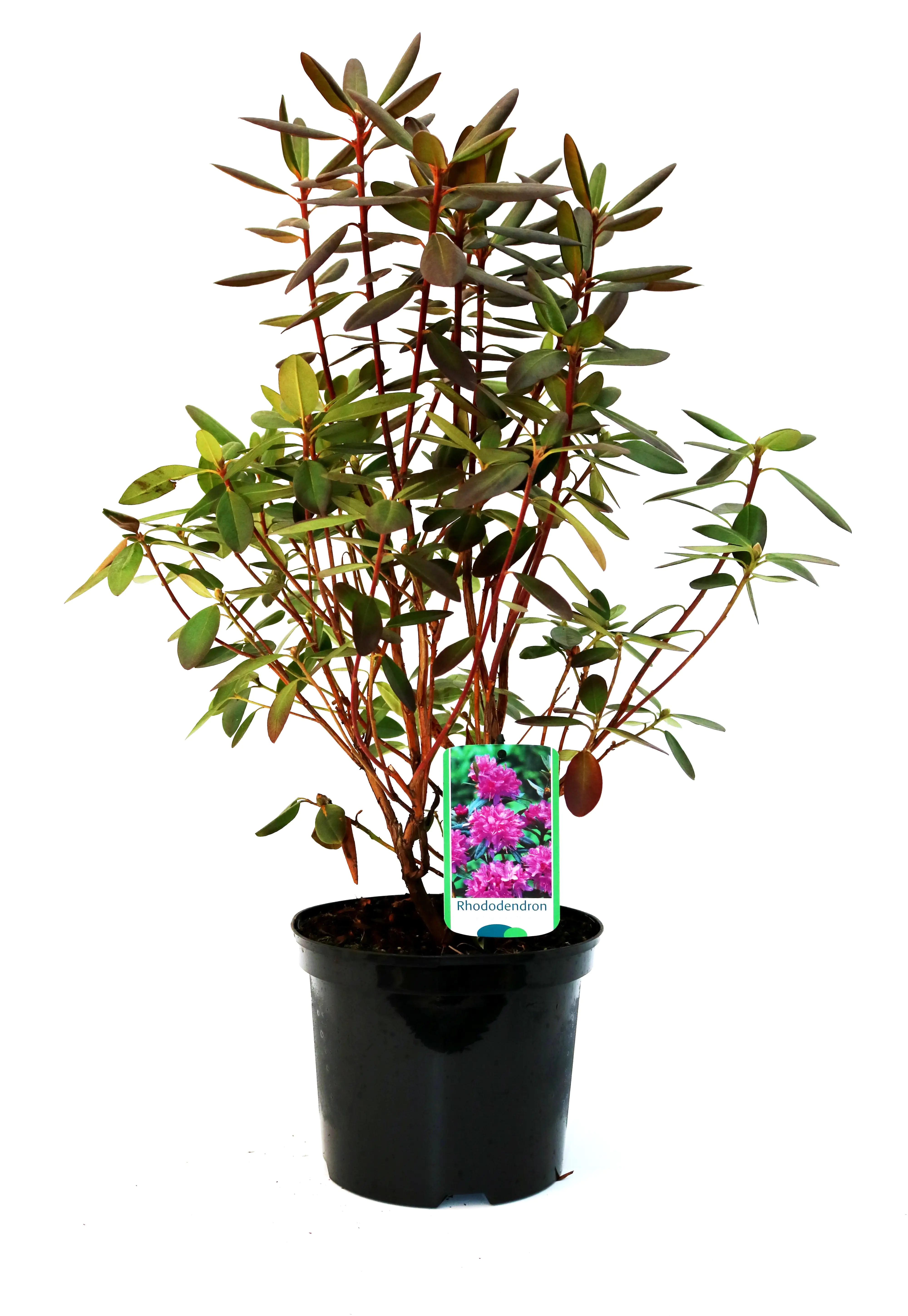 4029395016942 Rhododendron 'P.J.Mezitt' 4 l Container