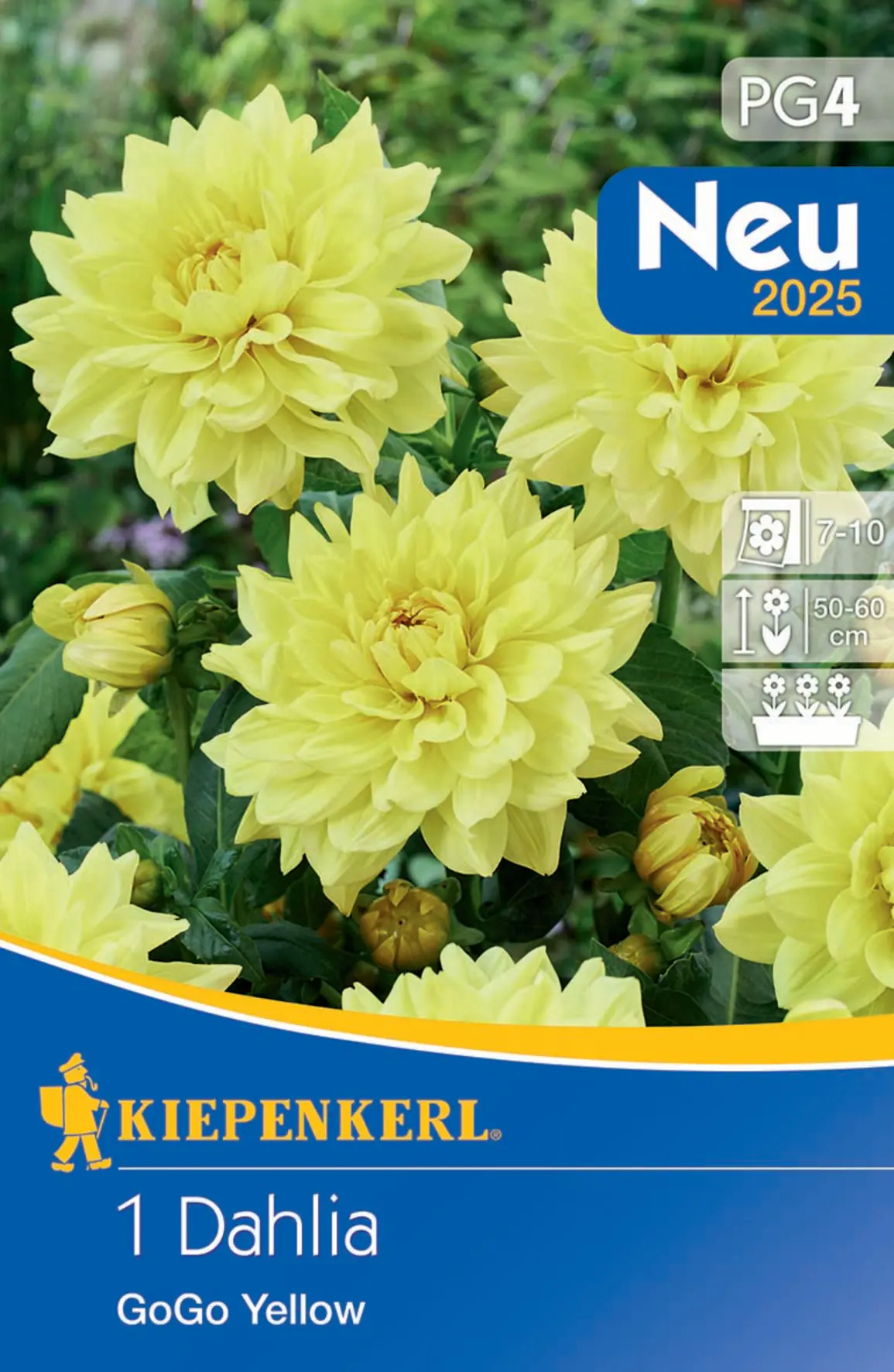 Kiepenkerl Frühjahrsblumenzwiebel Dahlie Go Go Yellow 1 Stück