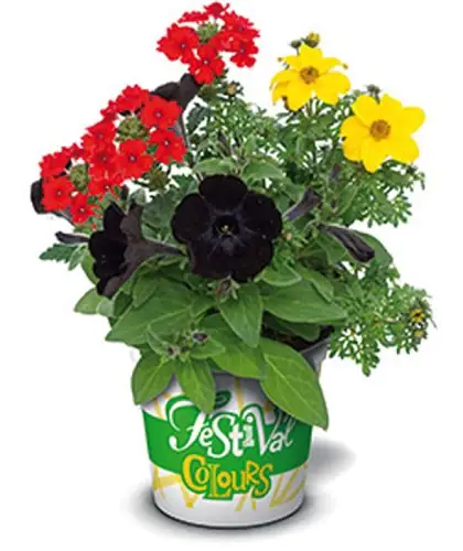 Festival Colours Parade Mix 12 cm Topf