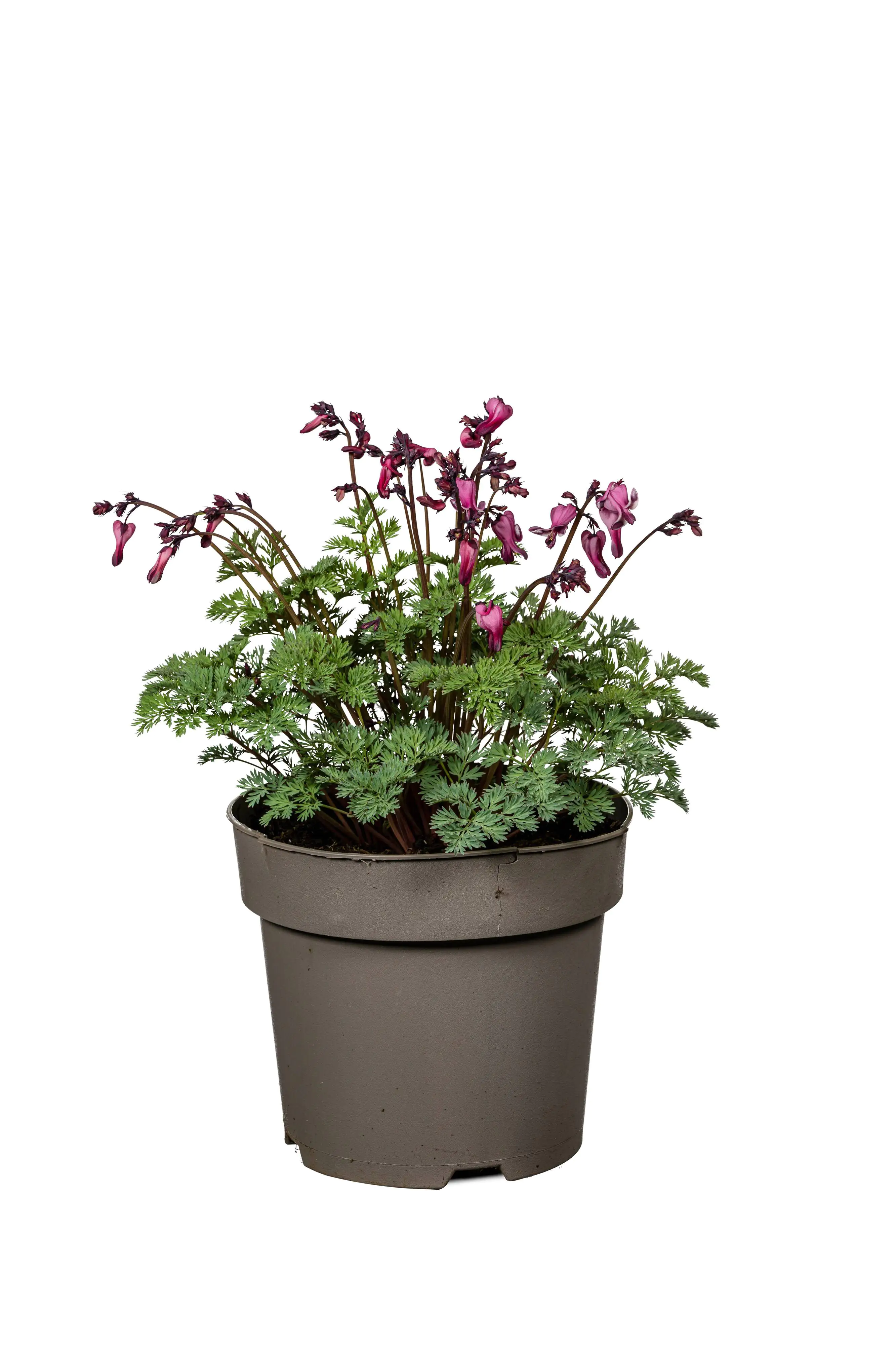 Herzblume Dicentra formosa 19 cm Topf