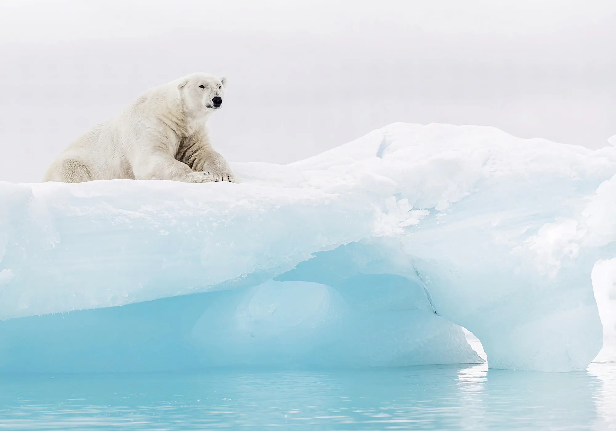 Komar Vlies Fototapete Arctic Polar Bear 400 x 280 cm 