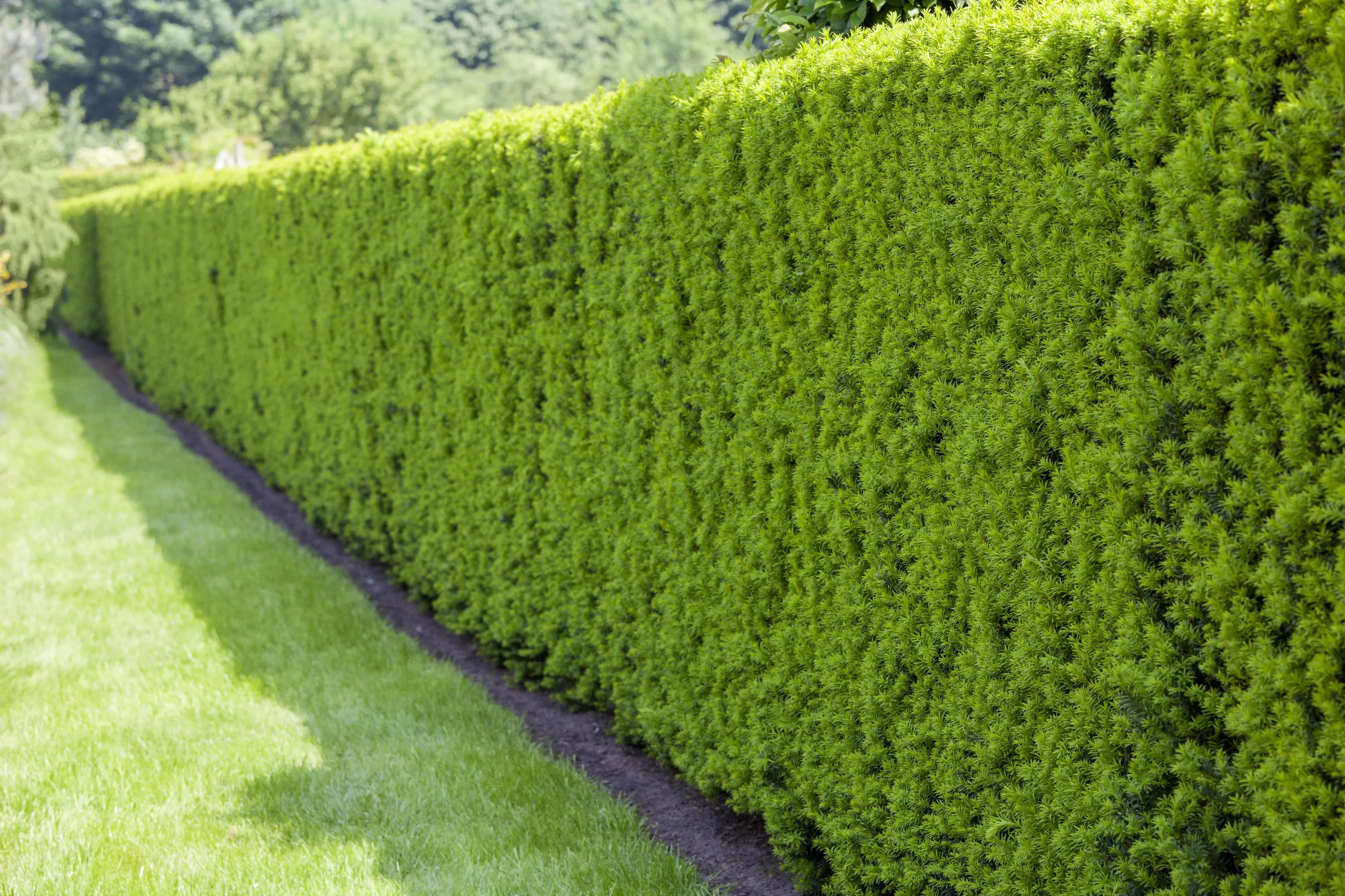 Heimische Eibe Taxus baccata H 120 - 140 cm, 20 Stück Heimische Eibe Taxus baccata H 120 - 140 cm, 20 Stück