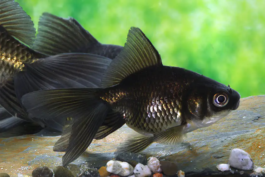 Teichfisch Schleierschwanz schwarz 4 - 6 cm Carassius auratus