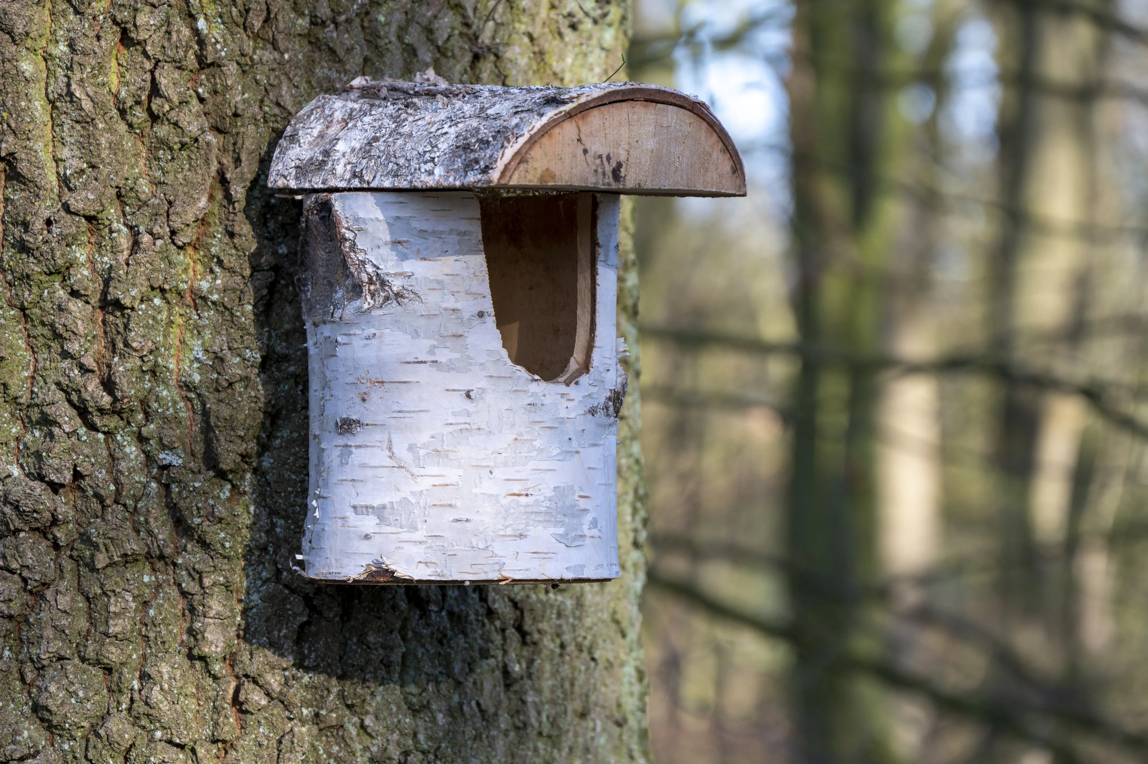 Dobar Nistkasten aus Birkenholz Einflugloch 32 mm 14 x 22 x 24 cm
