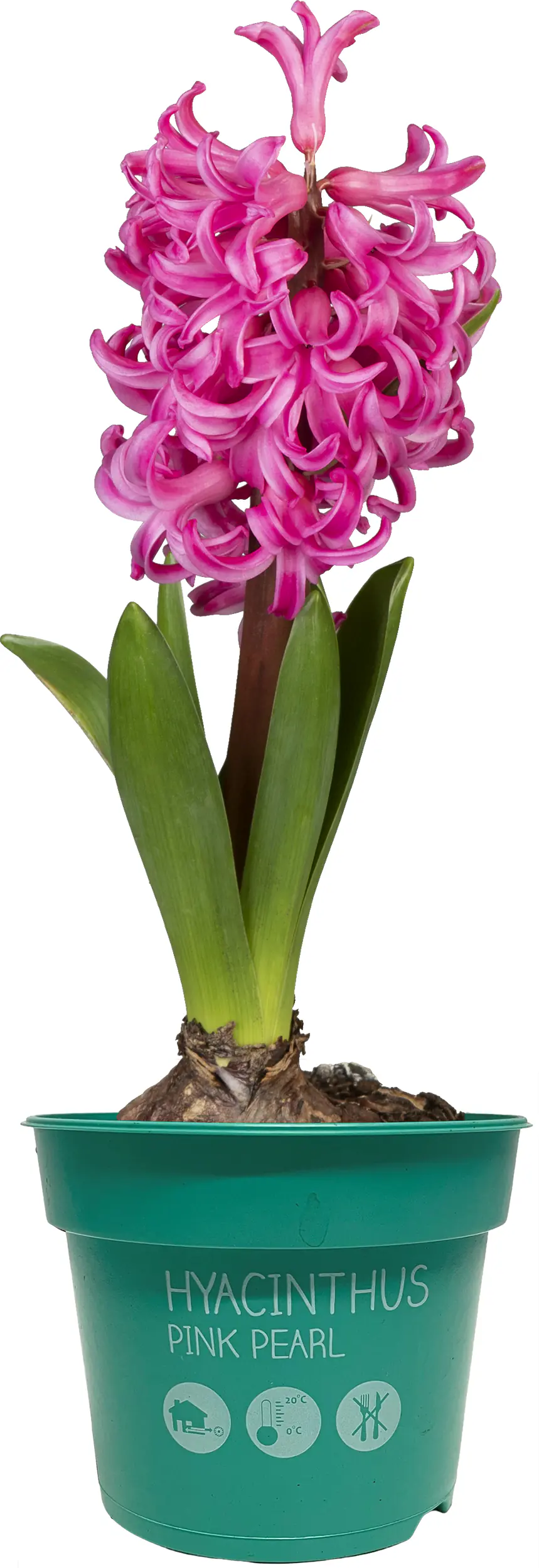 Zwiebelpflanzen im 9 cm Topf Hyazinthe Hyacinthus