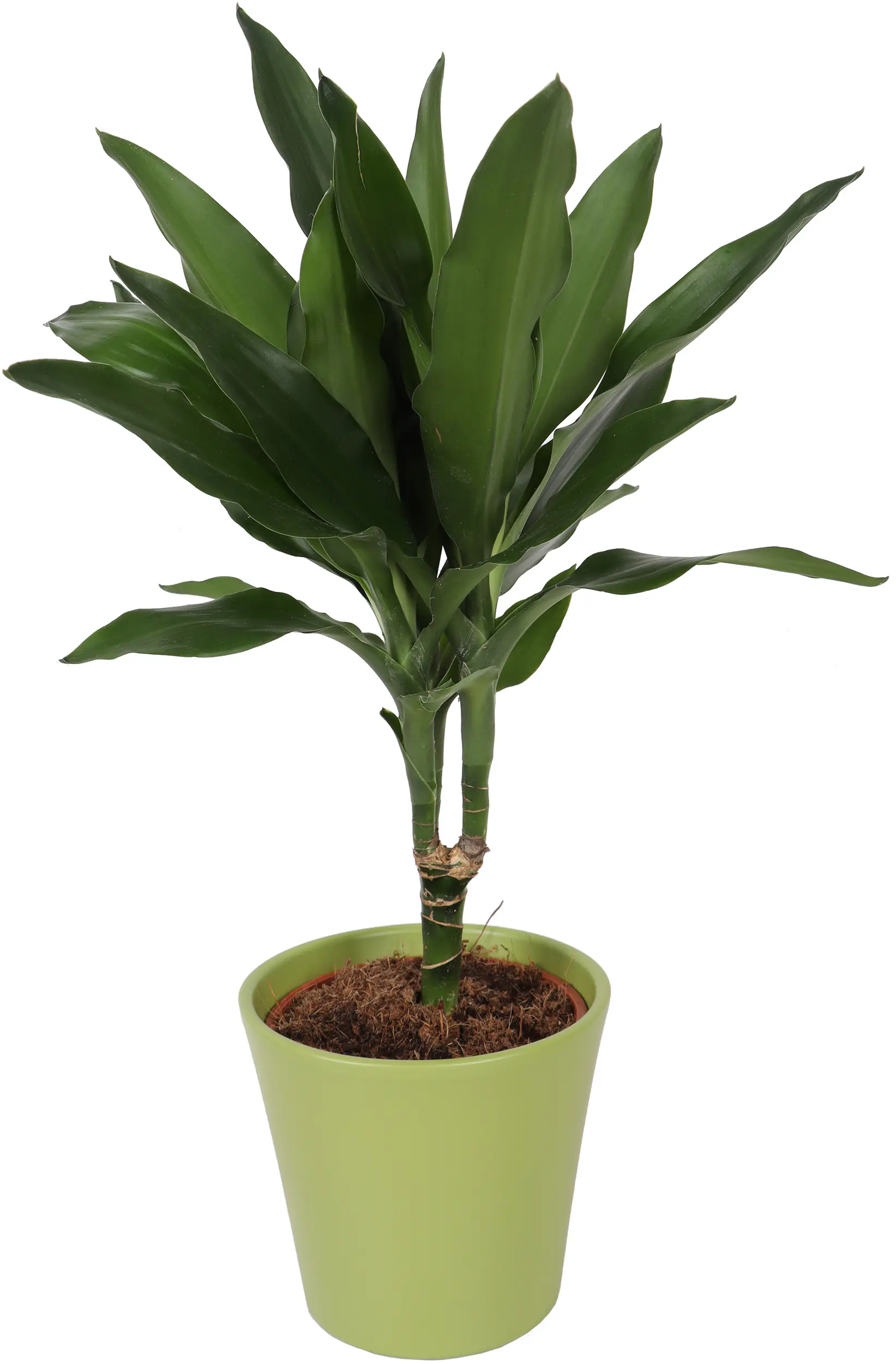 Grünpflanzen inklusive 14 cm Topf