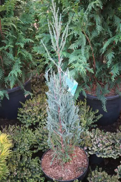 4029395057273 Säulenwacholder 30-40 cm 2 L Container