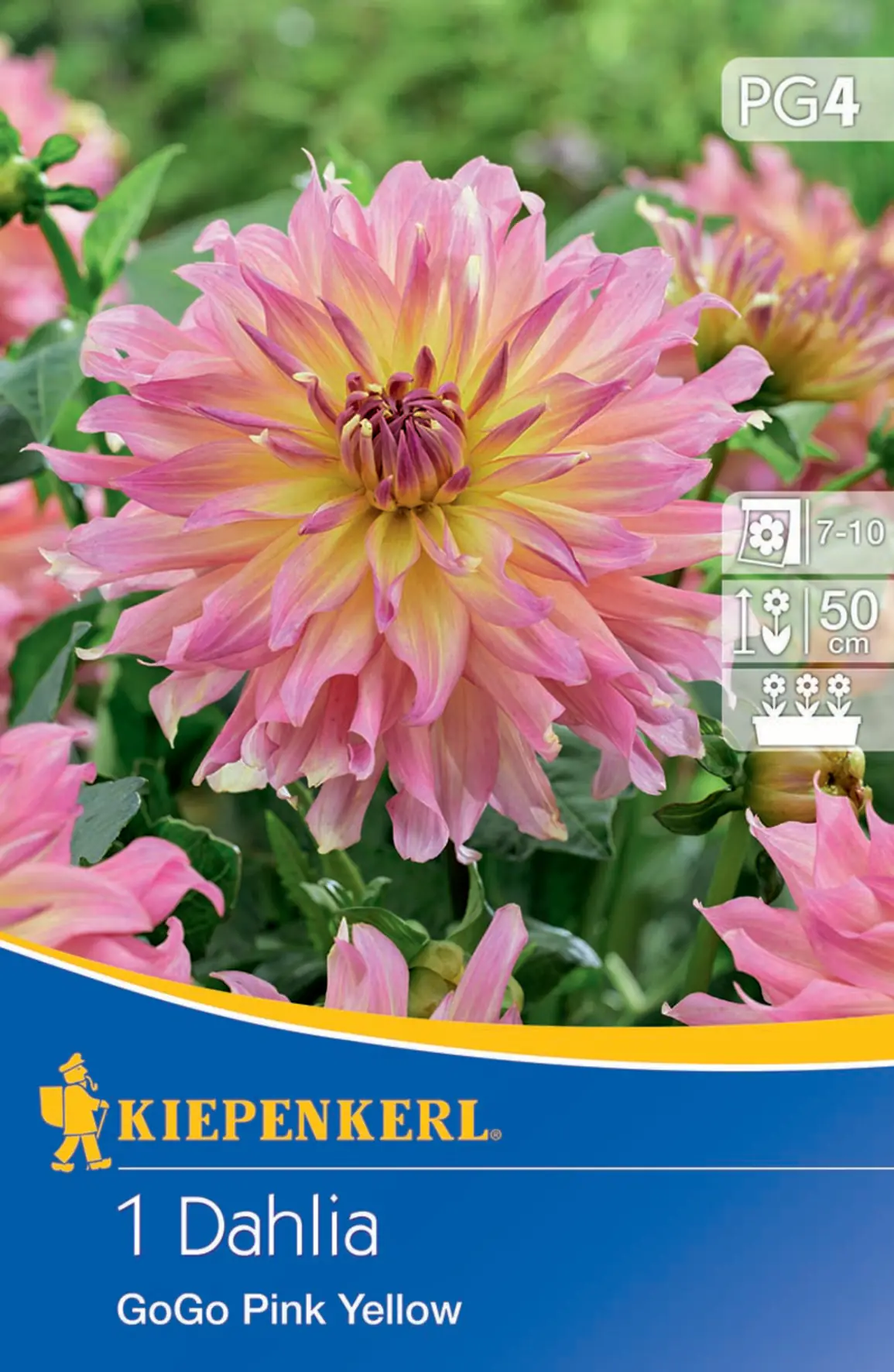 Kiepenkerl Beet- & Kübel-Dahlie Go Go Pink Yellow Kiepenkerl Beet- & Kübel-Dahlie Go Go Pink Yellow