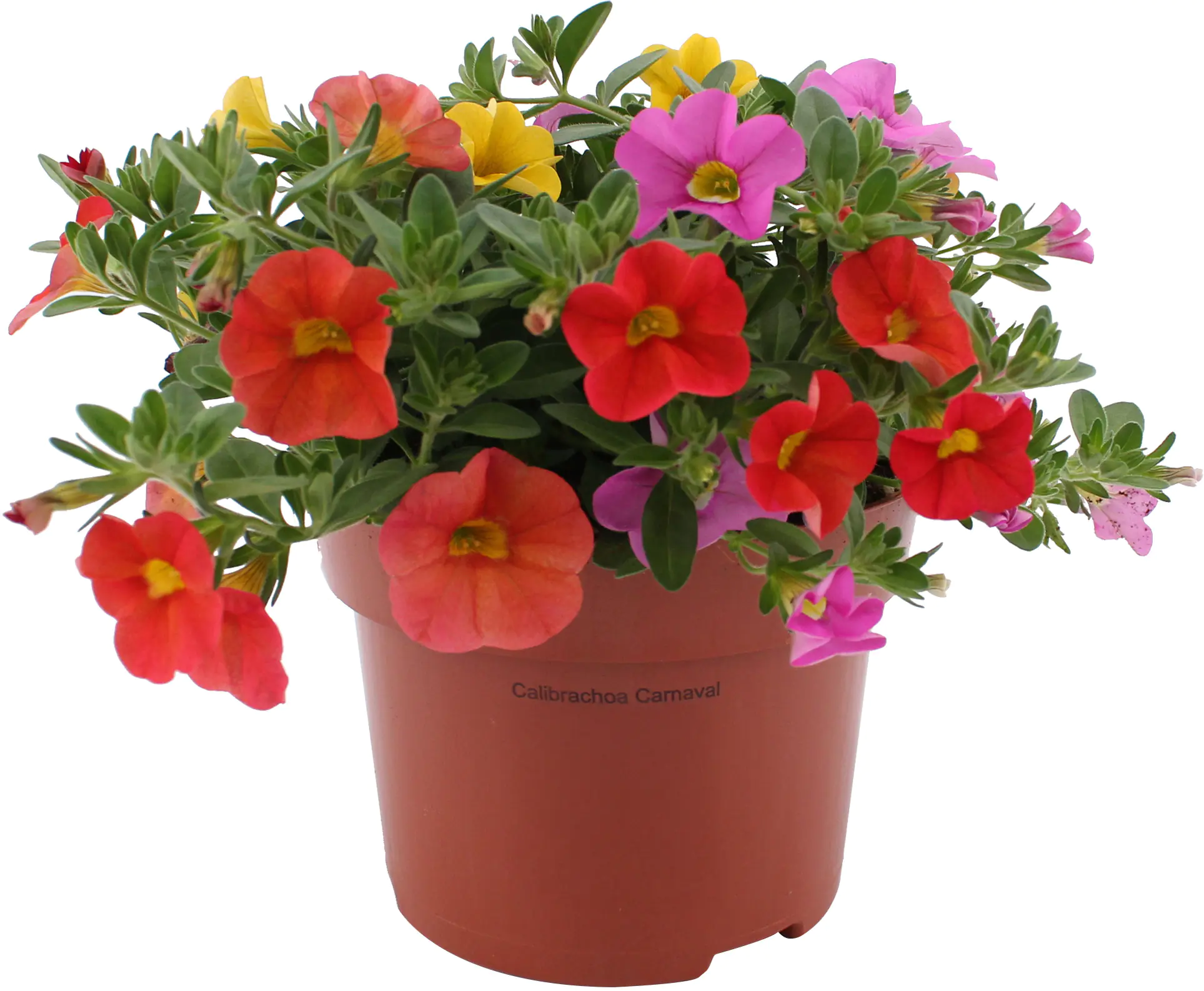 Zauberglöckchen Petunie Trio Calibrachoa Calipetite 13 cm Topf