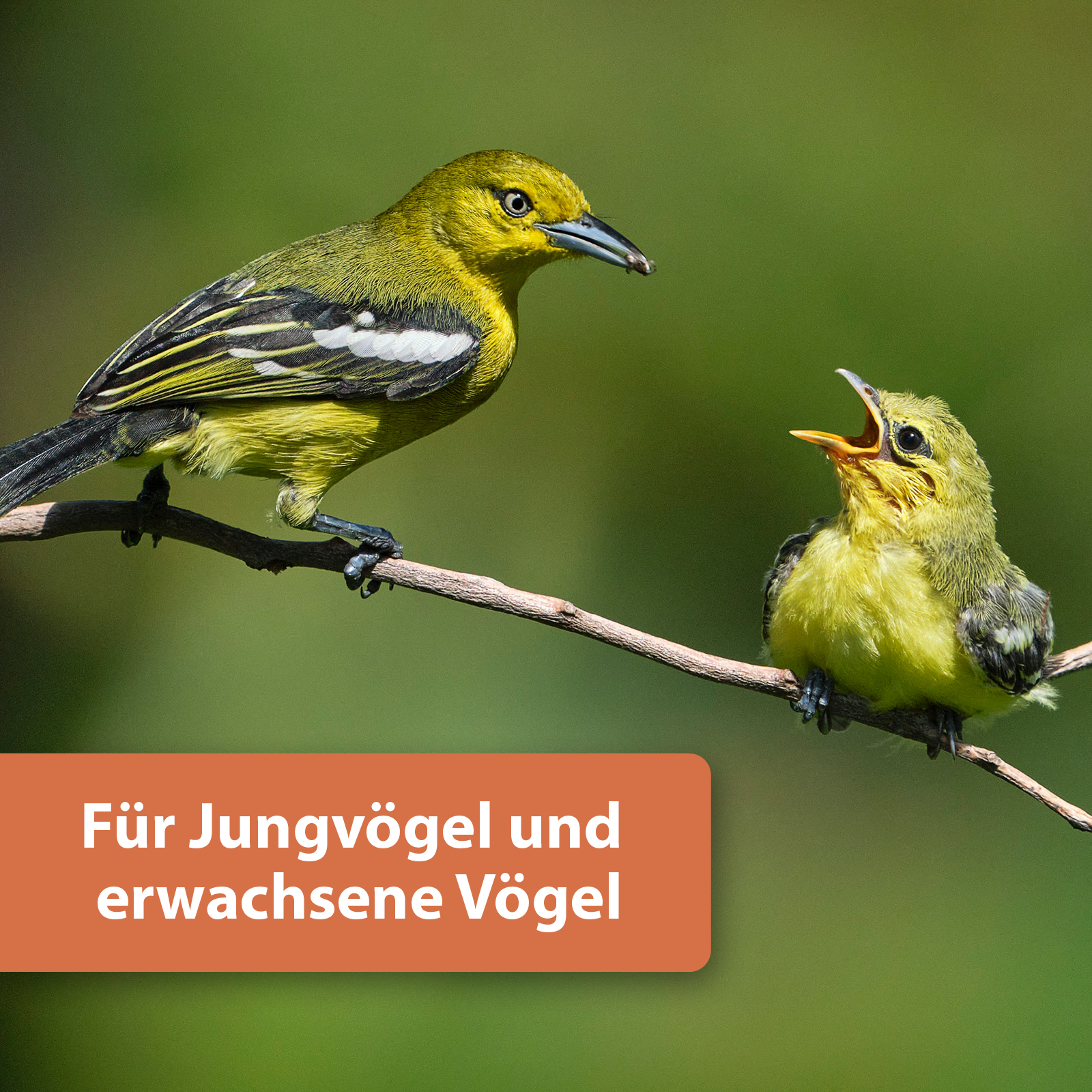 Quiko Hobbyfarming Protein Mix für Hühner und Geflügel 200 g