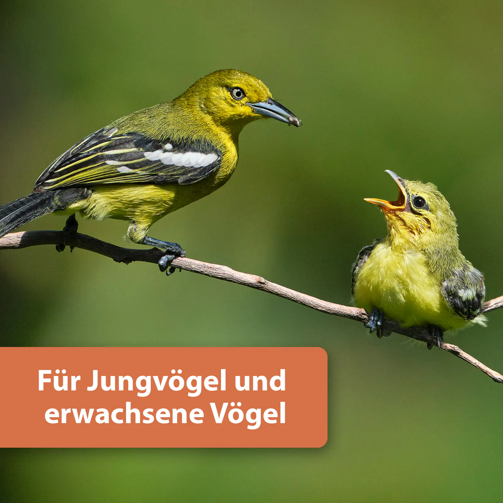 Quiko Hobbyfarming Protein Mix für Hühner und Geflügel 200 g