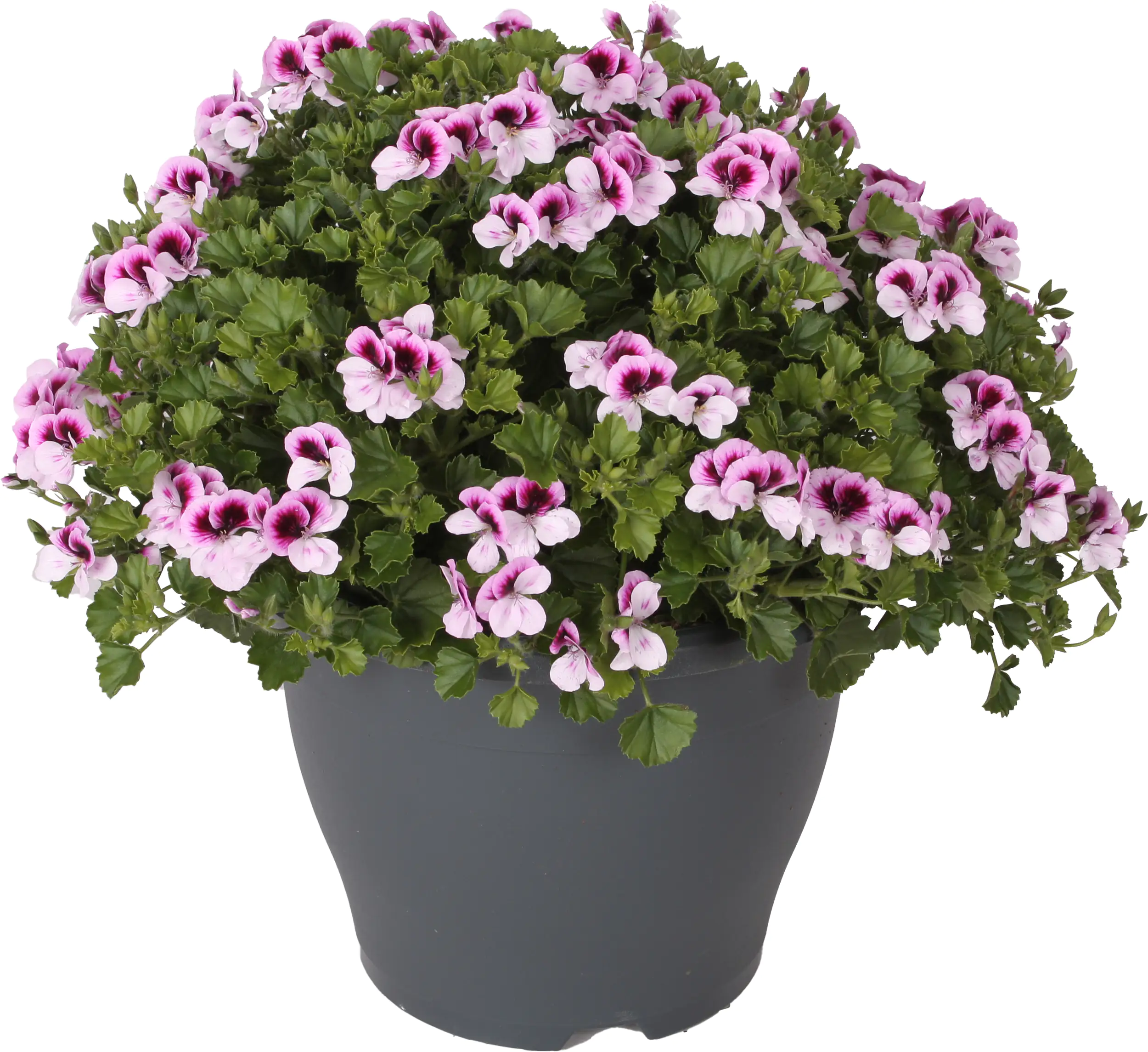 Edelgeranie Pelargonium grandiflorum 23 cm Topf