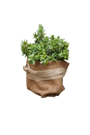 TrendLine Winterschutz für Pflanzen Kokosschutz-Matte 0,5 x 1,5 m