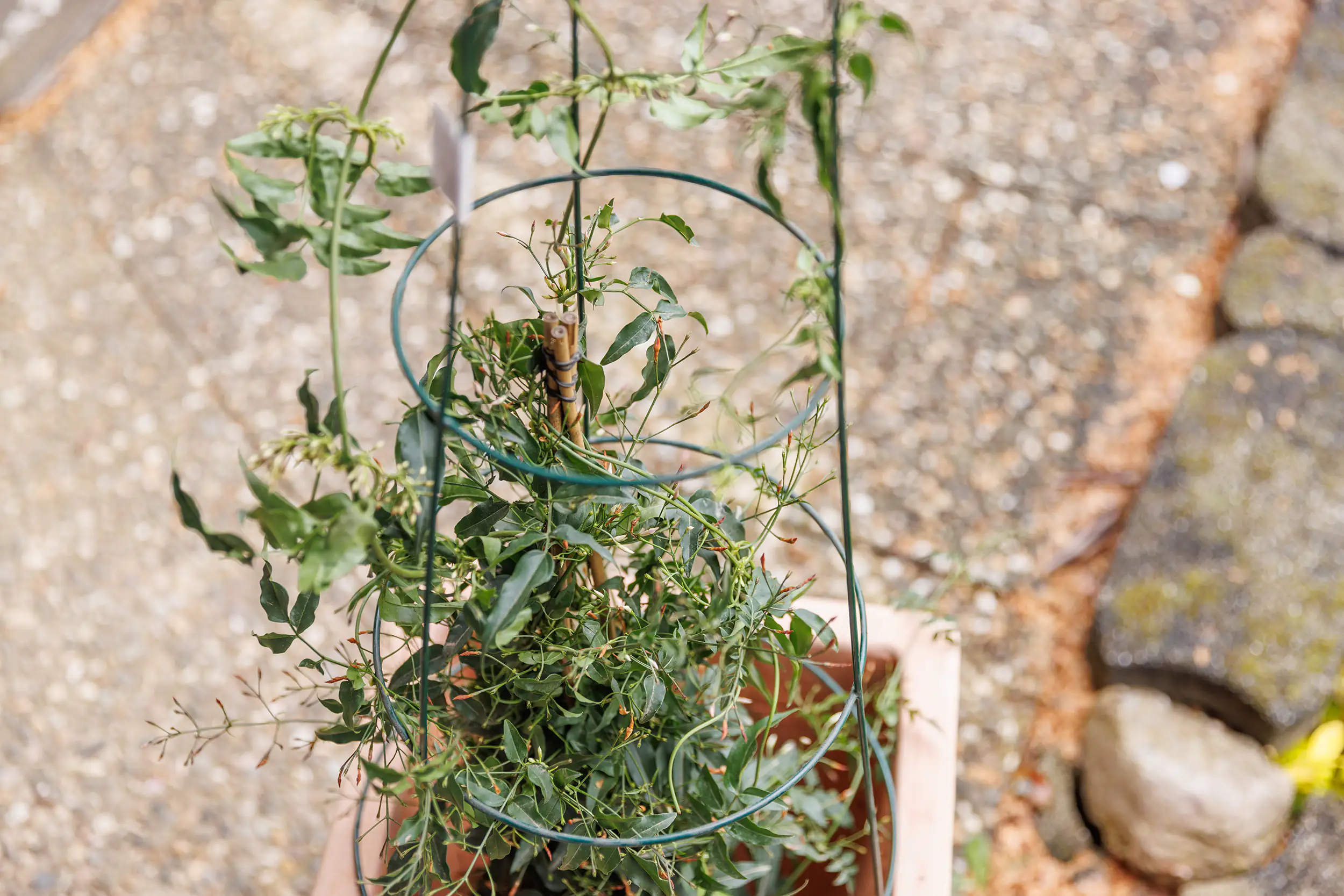 TrendLine Rankstütze Ø 35 x 75 cm