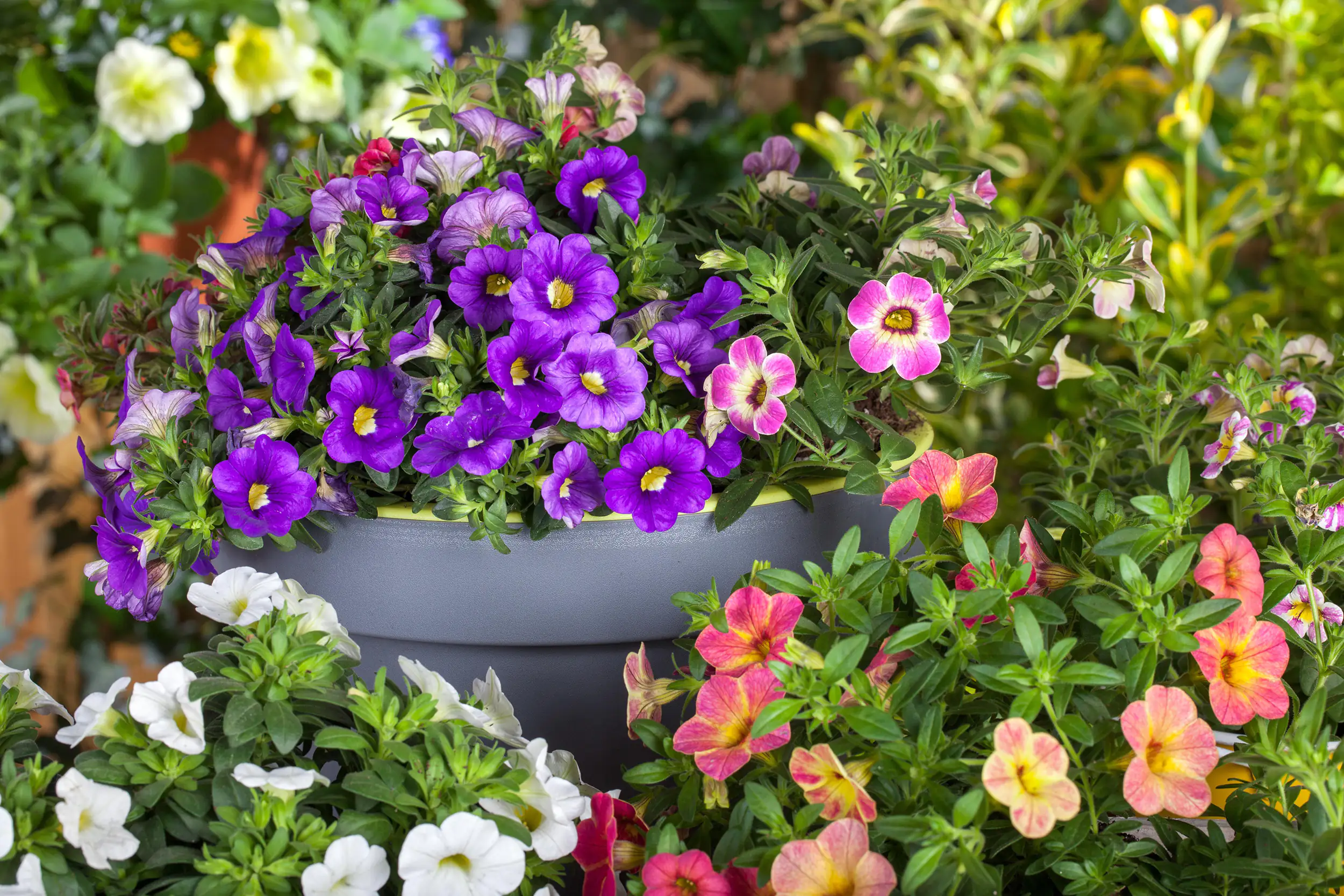 Petunie Petunia Cascadia H 20 cm 10,5 cm Topf