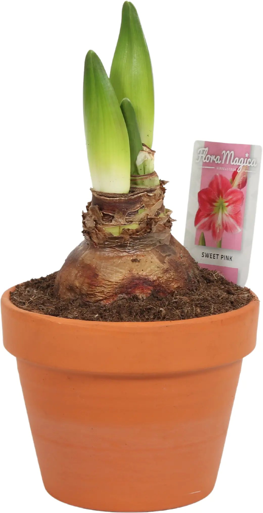 Amaryllis im 15 cm Tontopf Amaryllis im 15 cm Tontopf