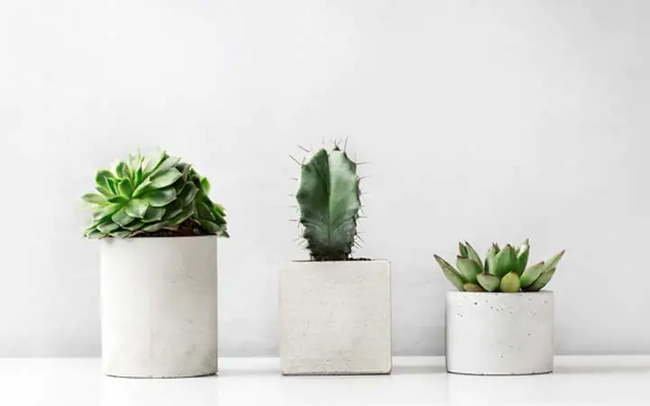 Sukkulenten- & Kakteenpflege