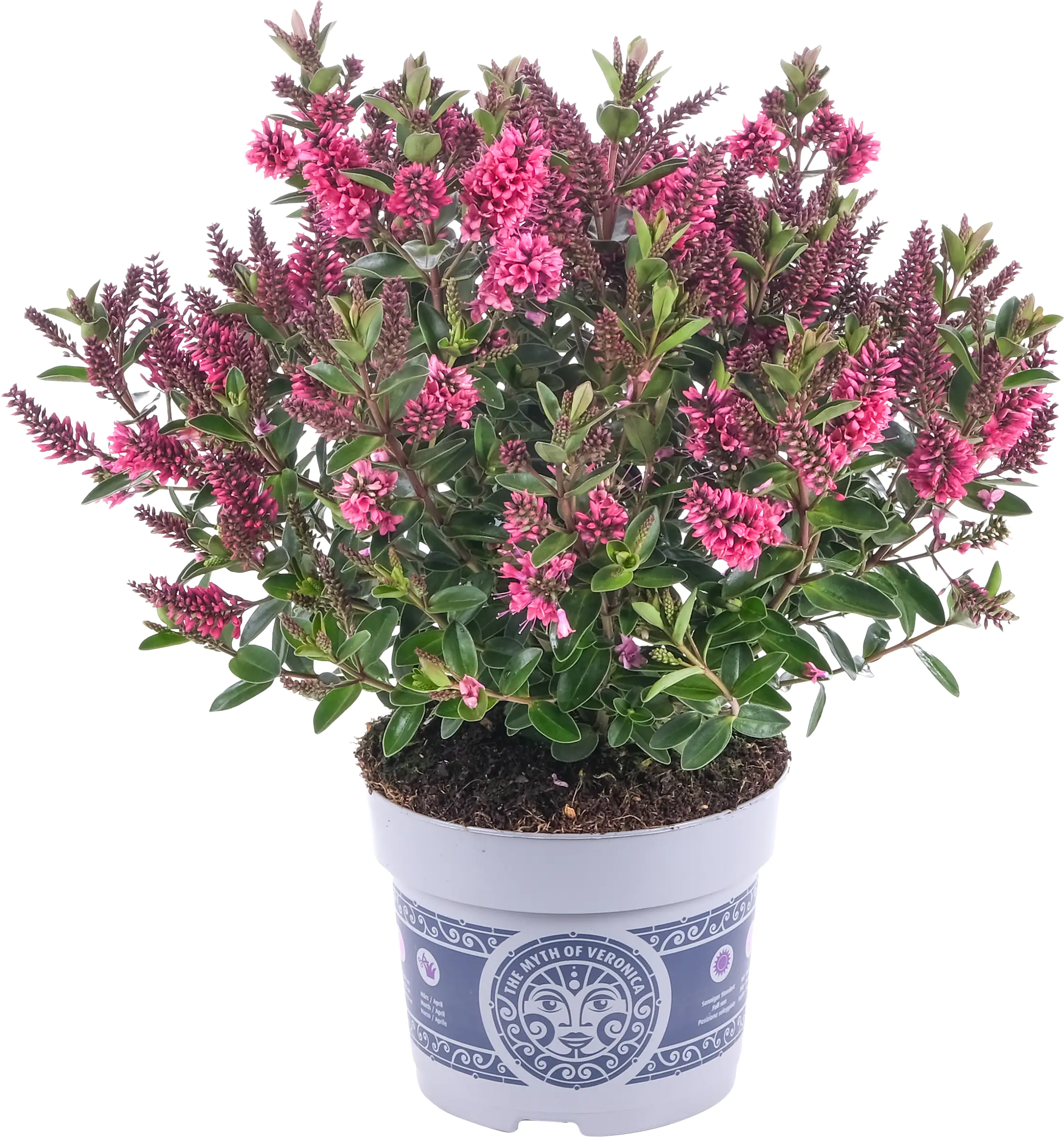 Gartenveronika 11 cm Topf, 25 cm hoch