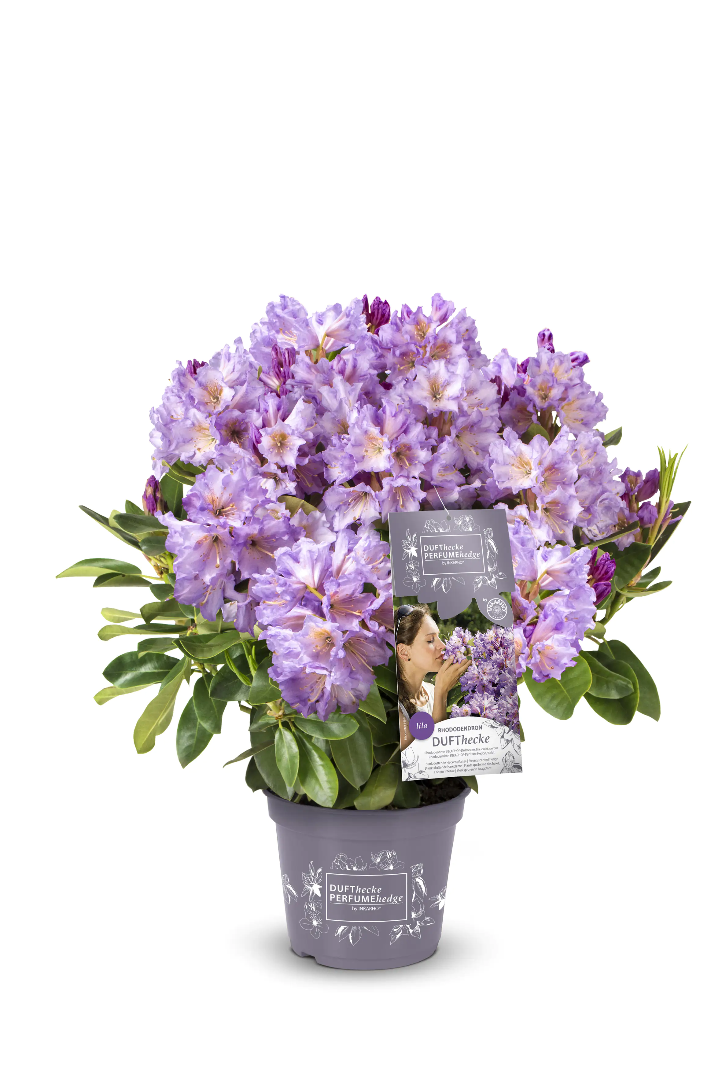 Rhododendron INKARHO ® lila Dufthecke 5 l Container Rhododendron INKARHO ® lila Dufthecke 5 l Container