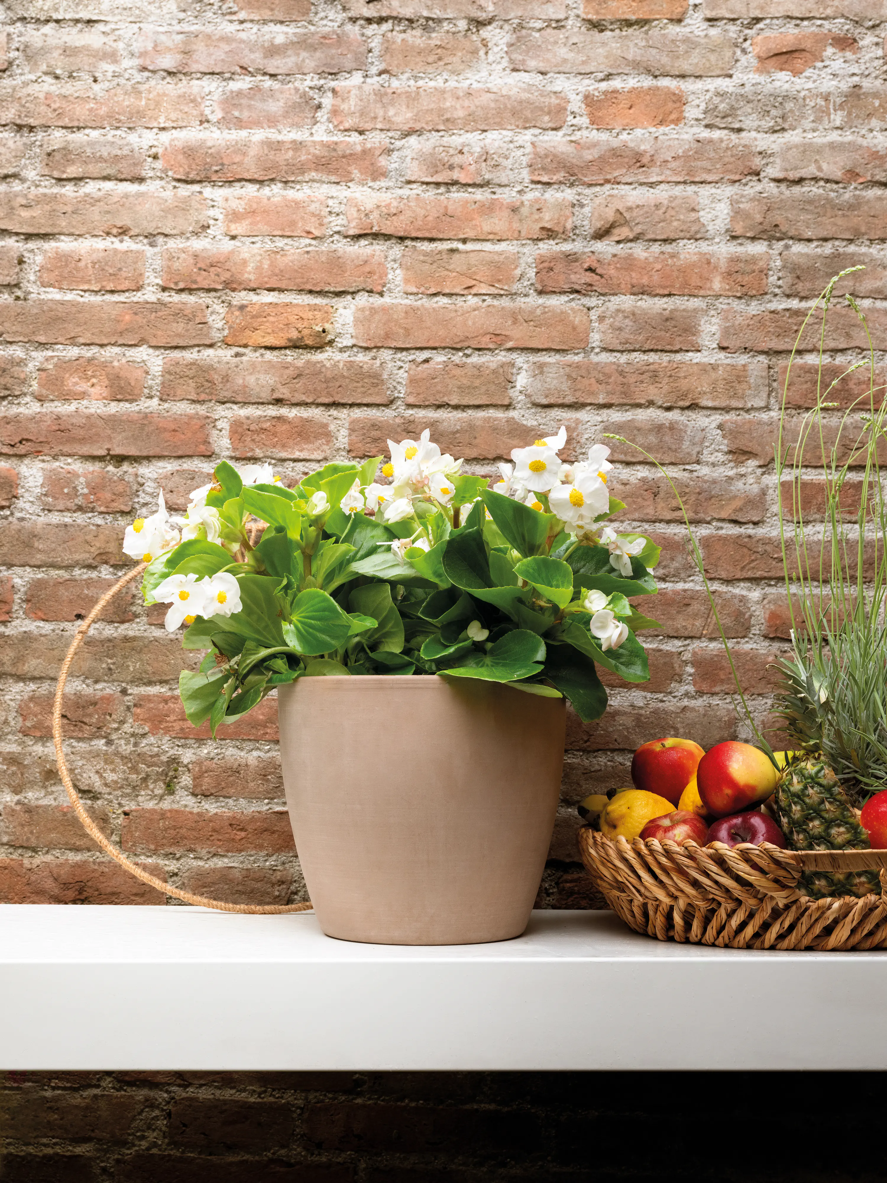 Deroma Pflanztopf Egg Pot White Garden Terrakotta Ø 19 x 17 cm Deroma Pflanztopf Egg Pot White Garden Terrakotta Ø 19 x 17 cm